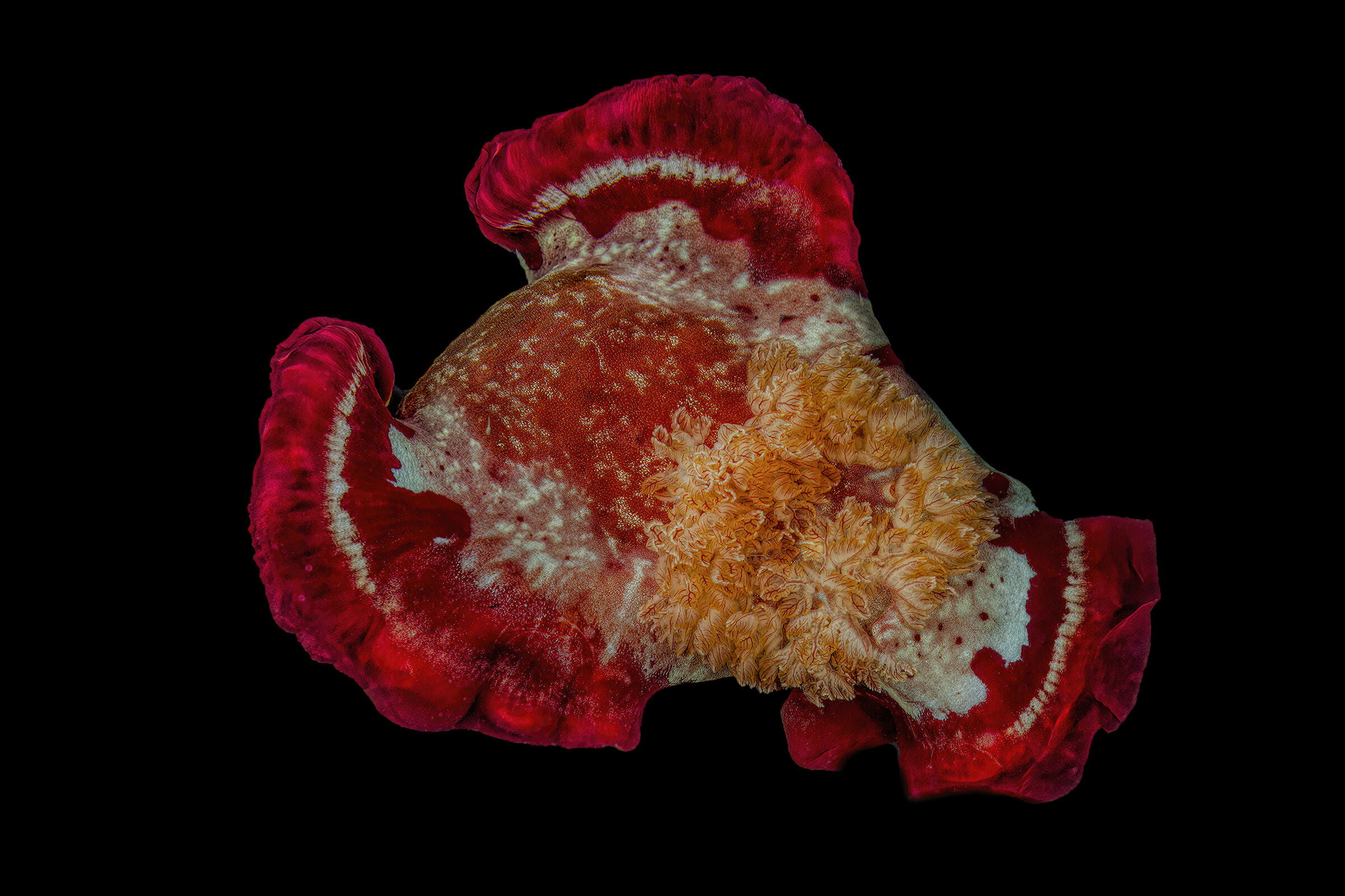 Spanish dancer , Hexabranchus sanguineus