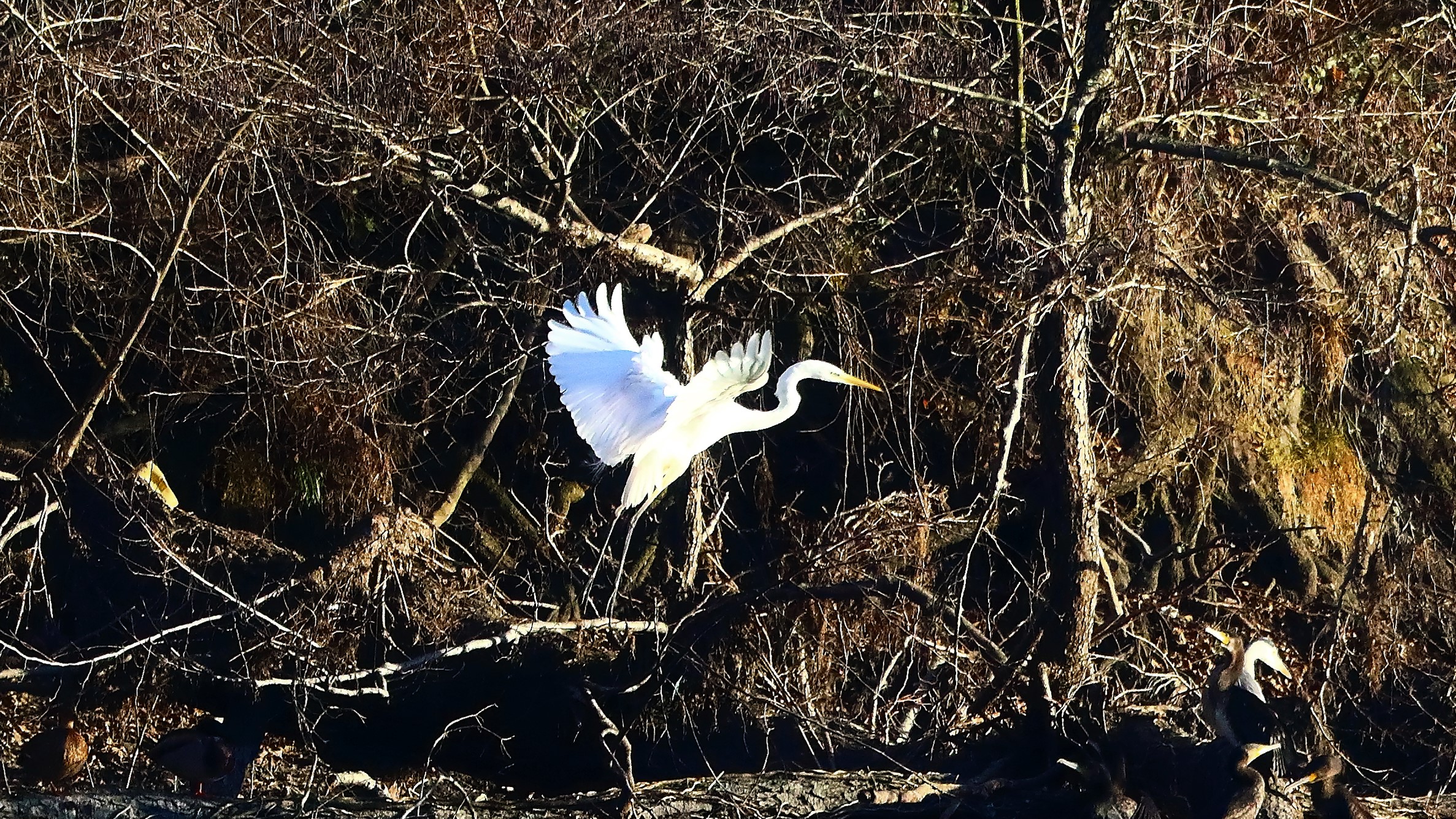 Airone BM 17 gen 2022 -- 088