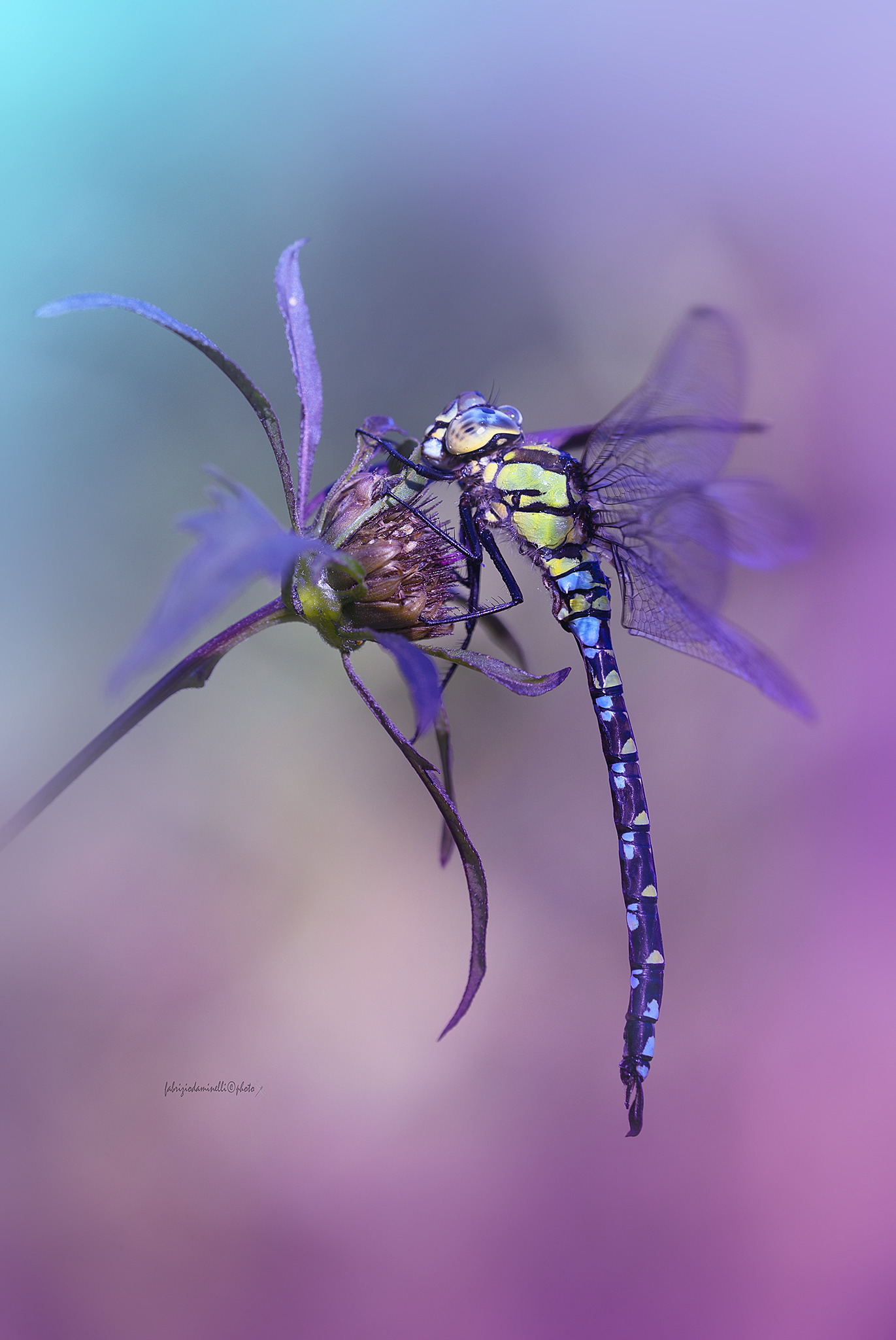 Blue Hawker - Aeshna cyanea