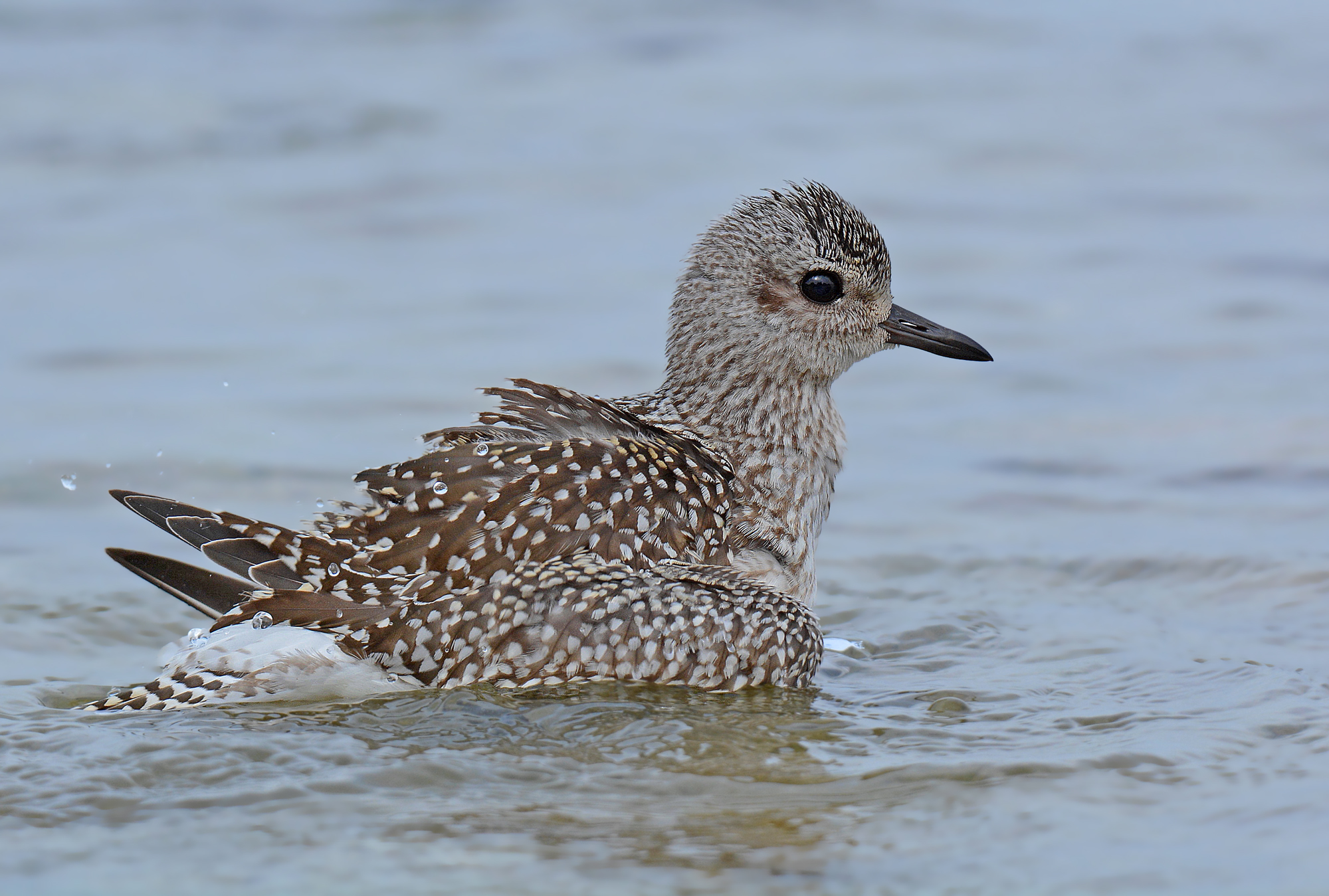 Grey plover