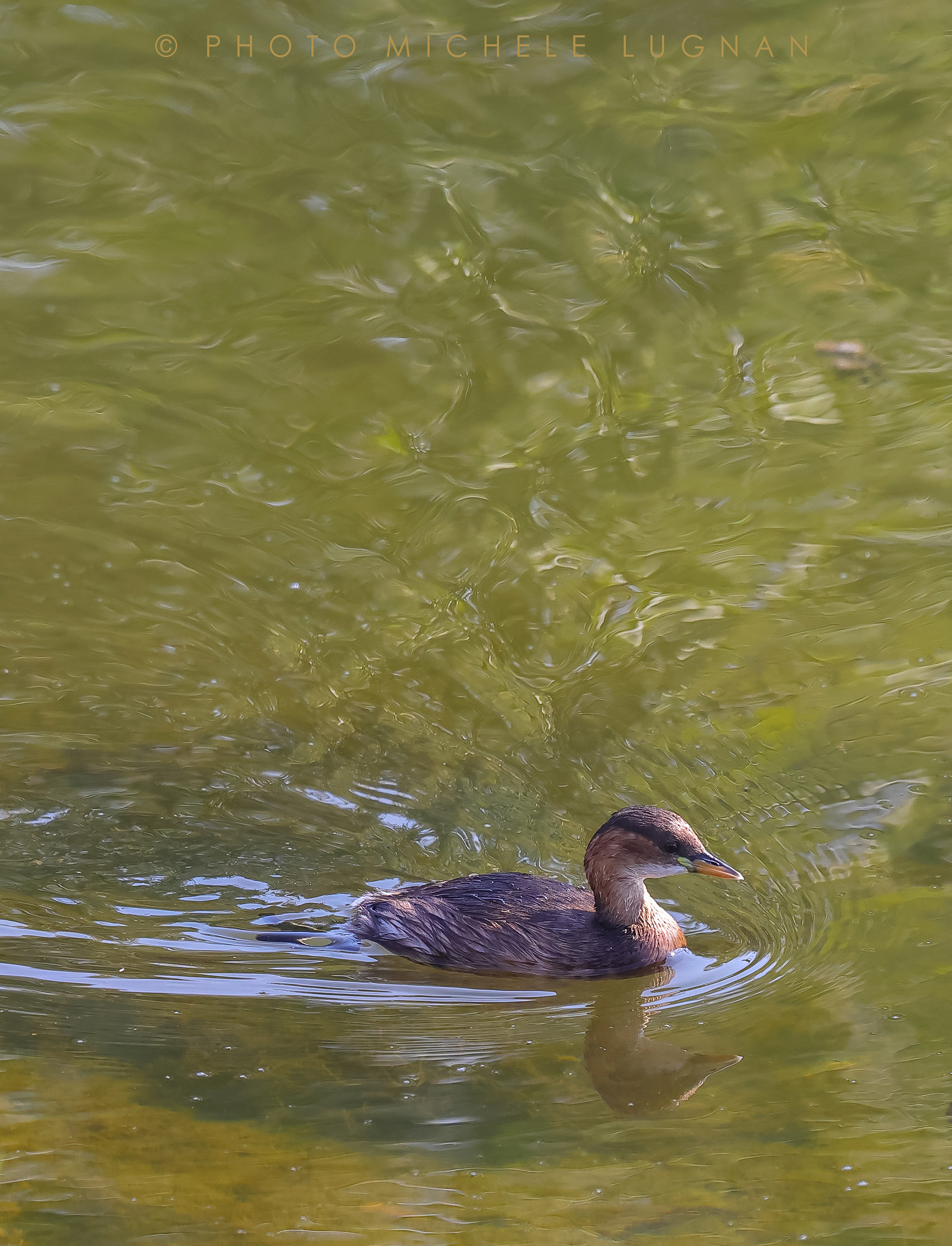 Tachybaptus ruficollis (vulg.it.Tuffetto comune)