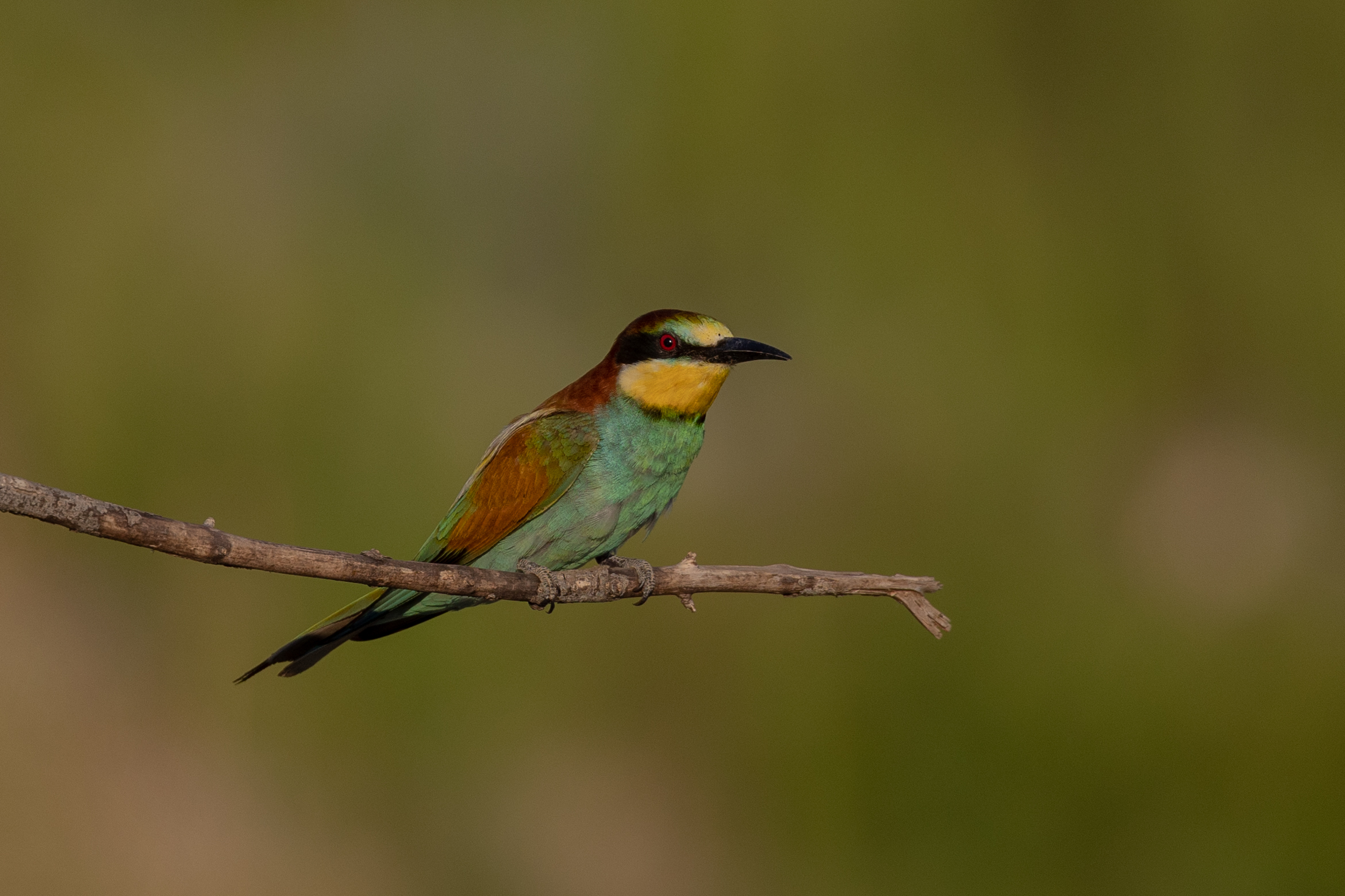 bee-eater