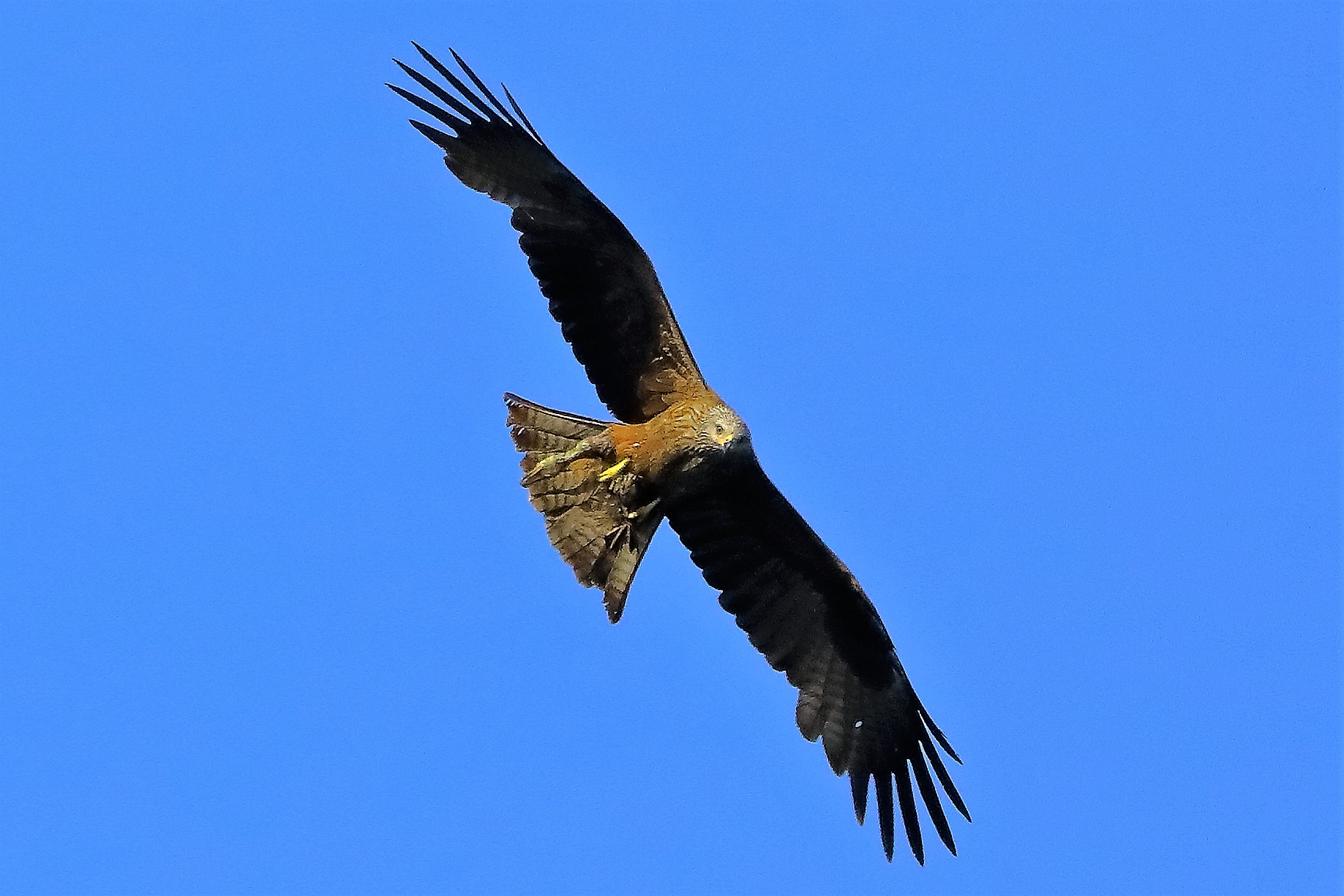 Nibbio bruno 06-06-2022