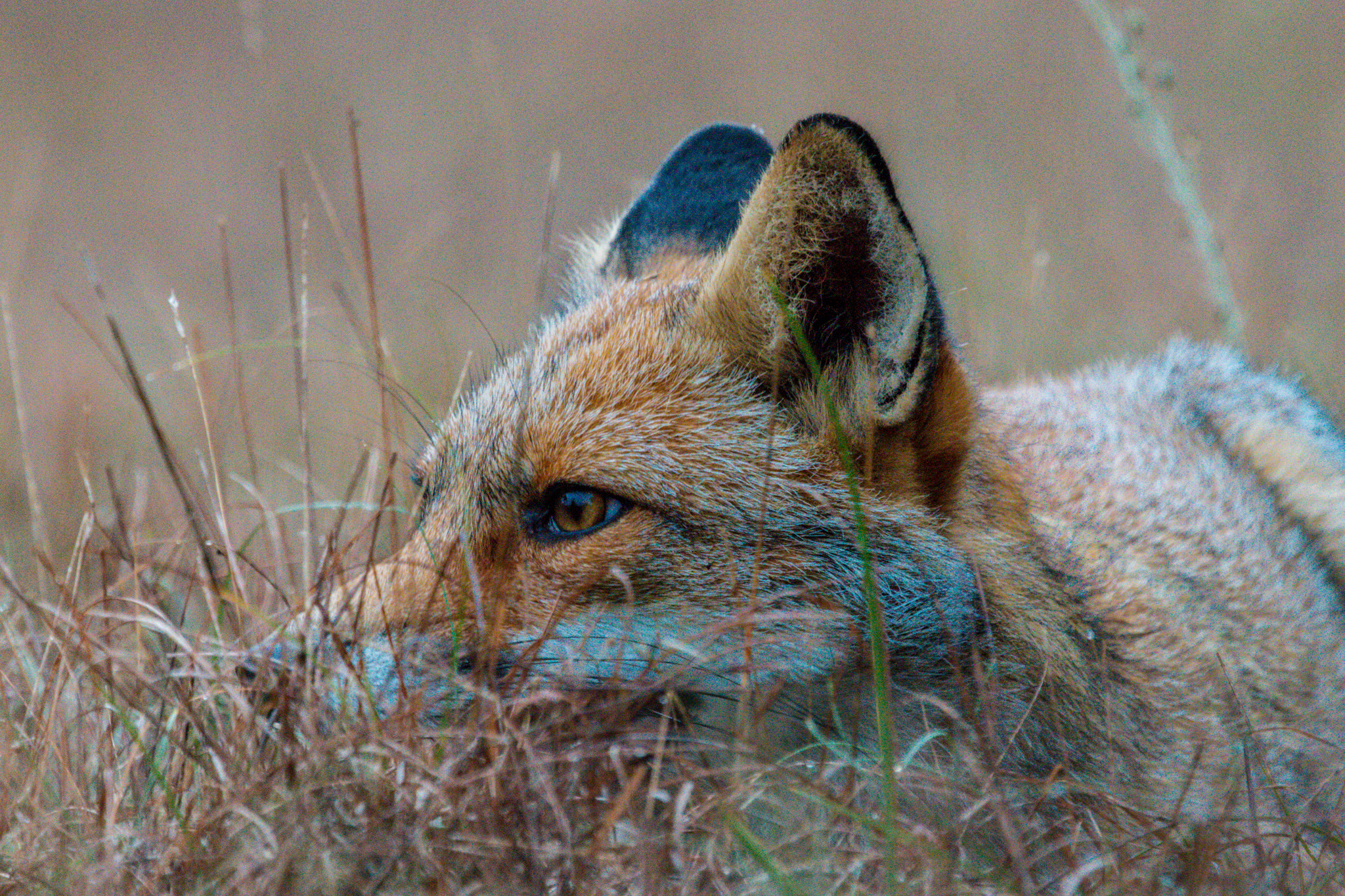 Fox San redness