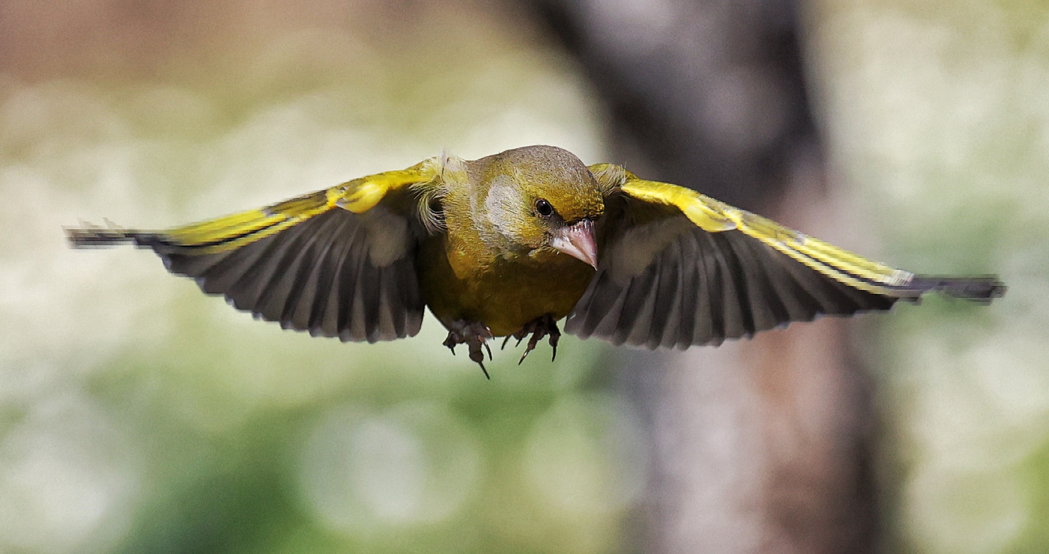 volare