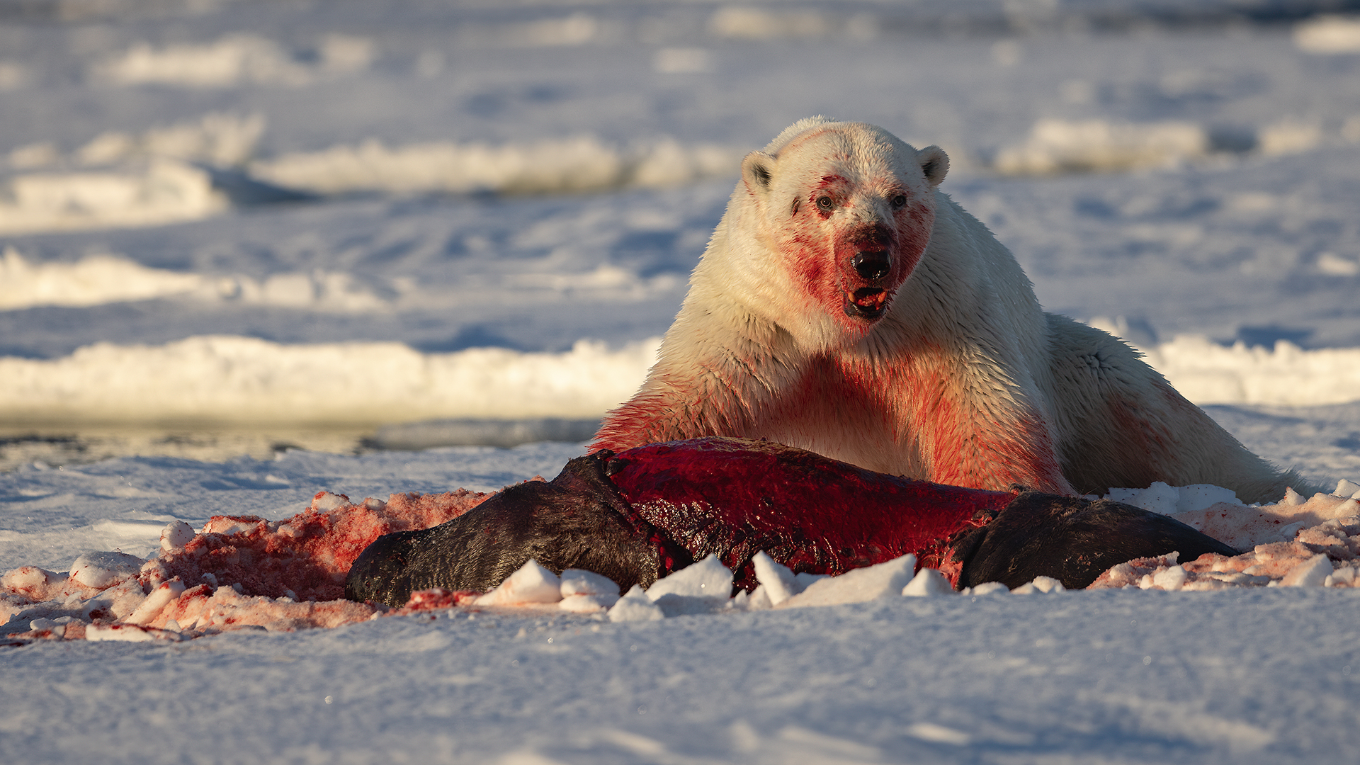 Orso e foca barbuta