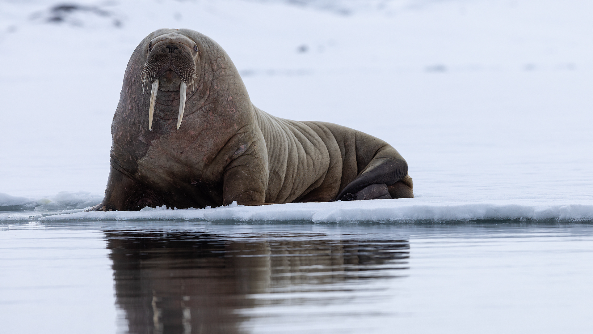 Walrus