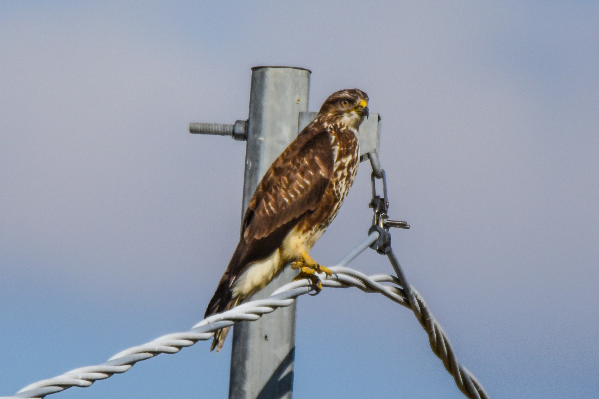 BUZZARD