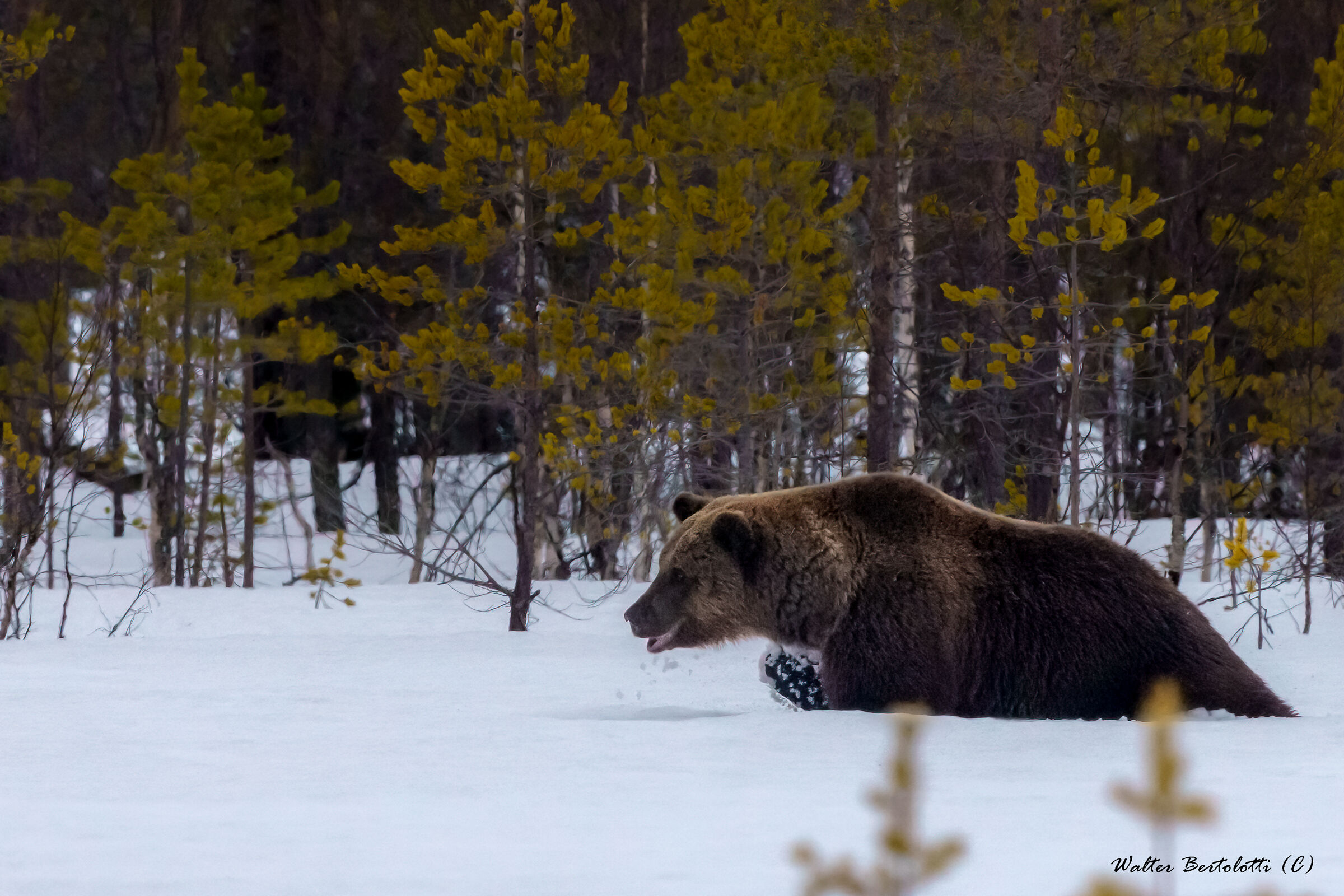 un arrivo improvviso
