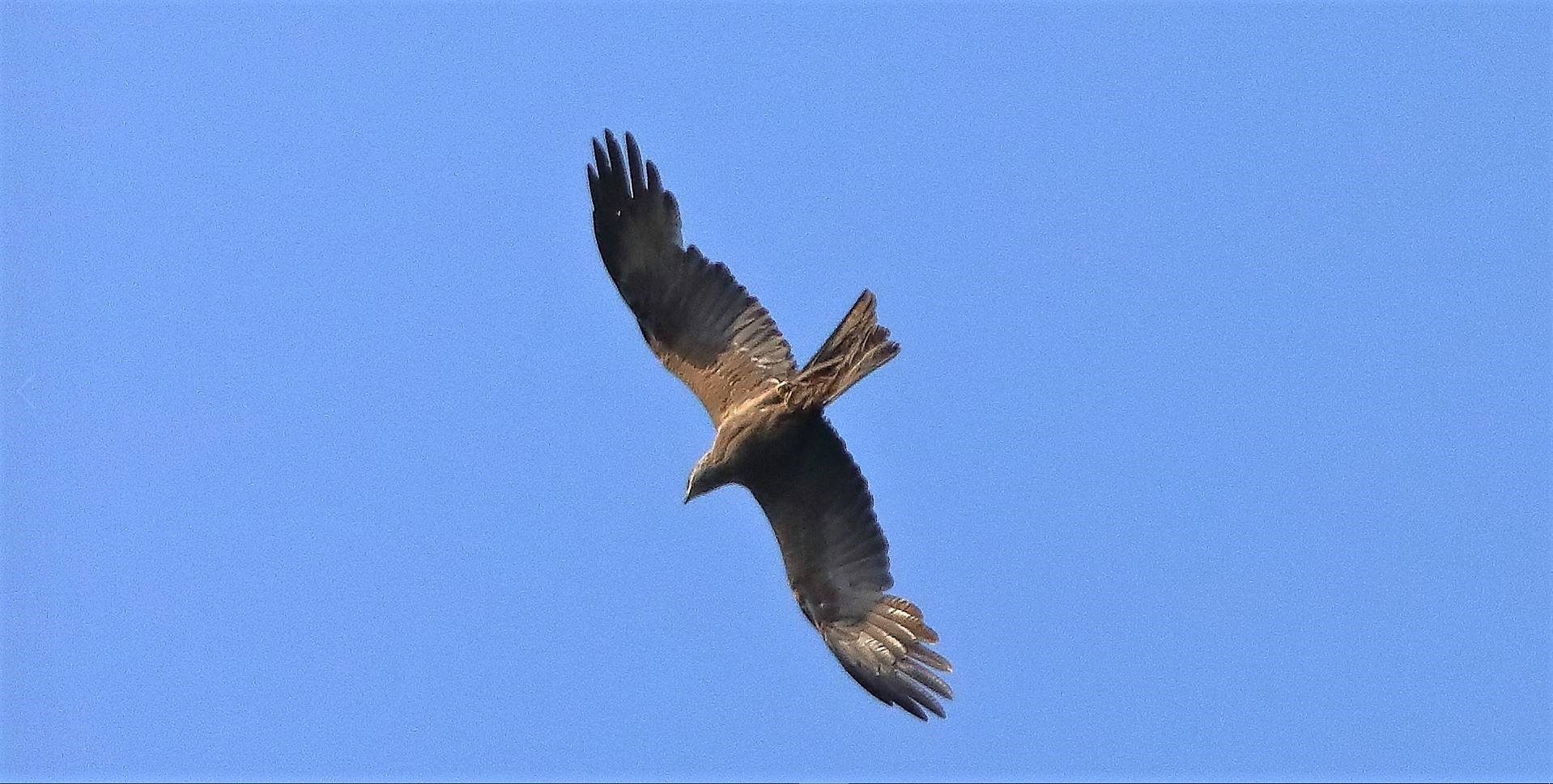 Nibbio bruno 02-07-2022