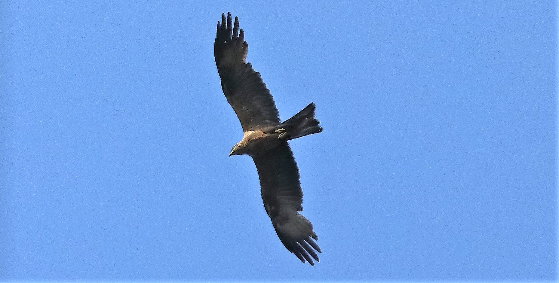 Nibbio bruno 02-07-2022