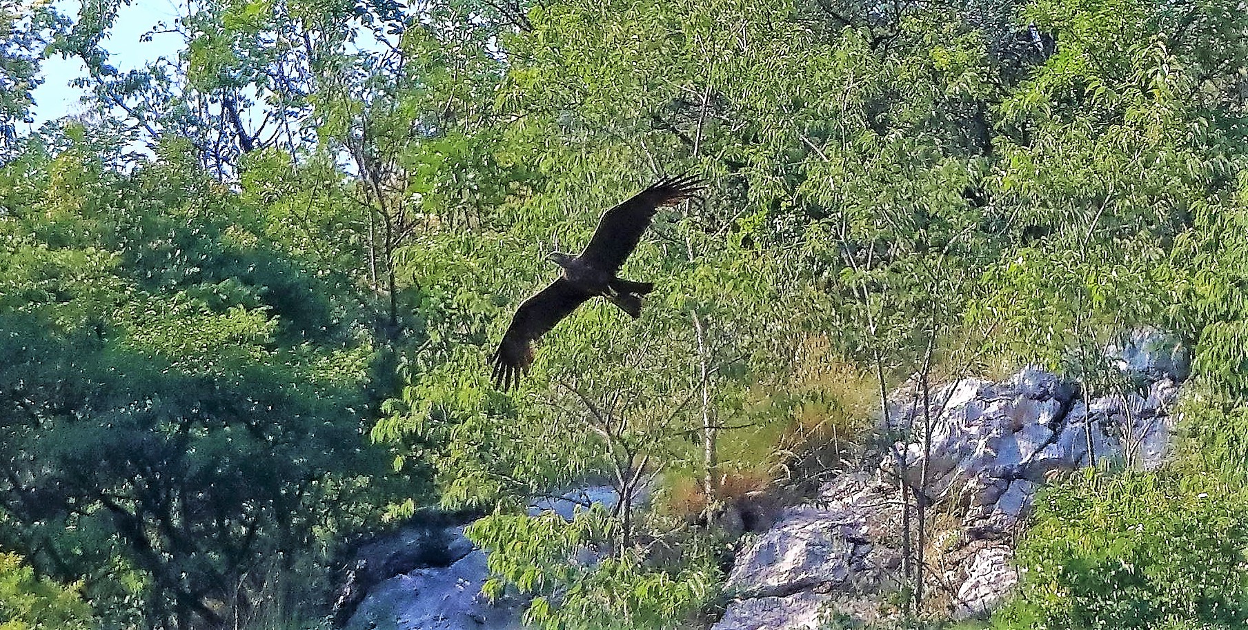 Nibbio bruno 02-07-2022