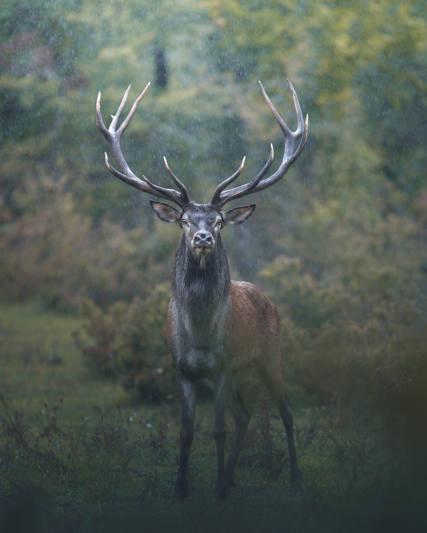 Cervo sotto la pioggia