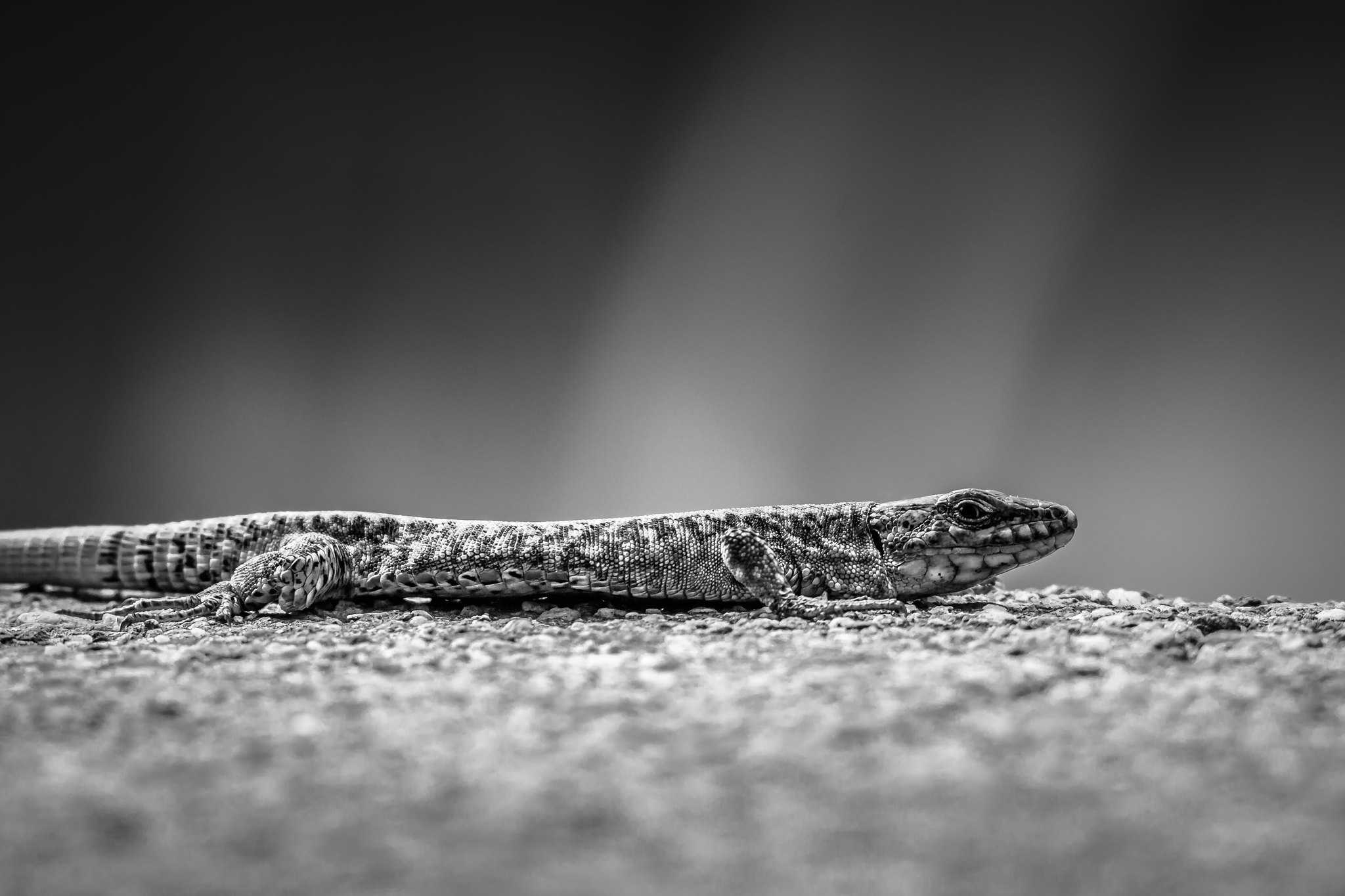 Lizard