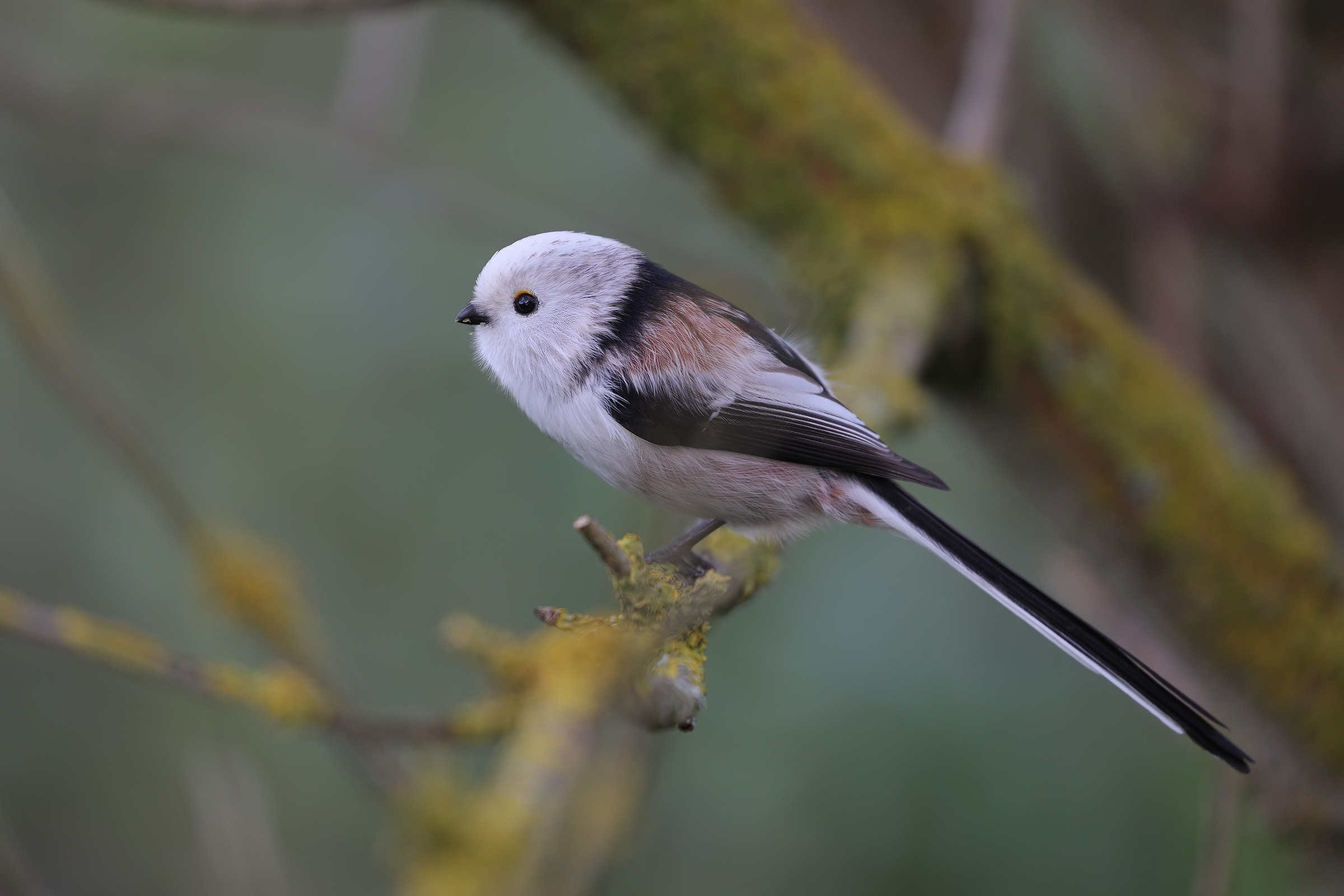 Cinciallegra dalla coda lunga