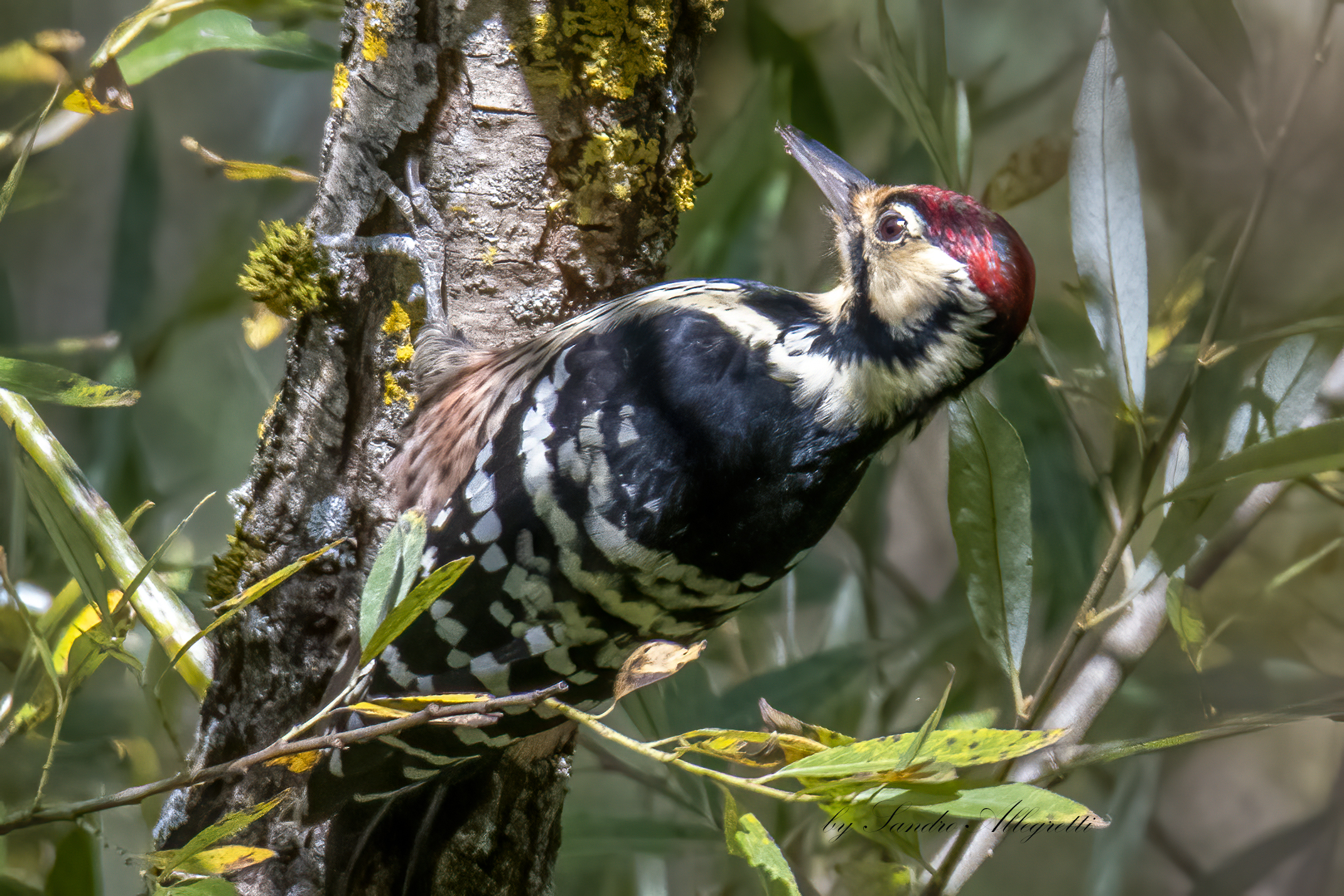 The white-backed woodpecker (Dendrocopos leucotos)