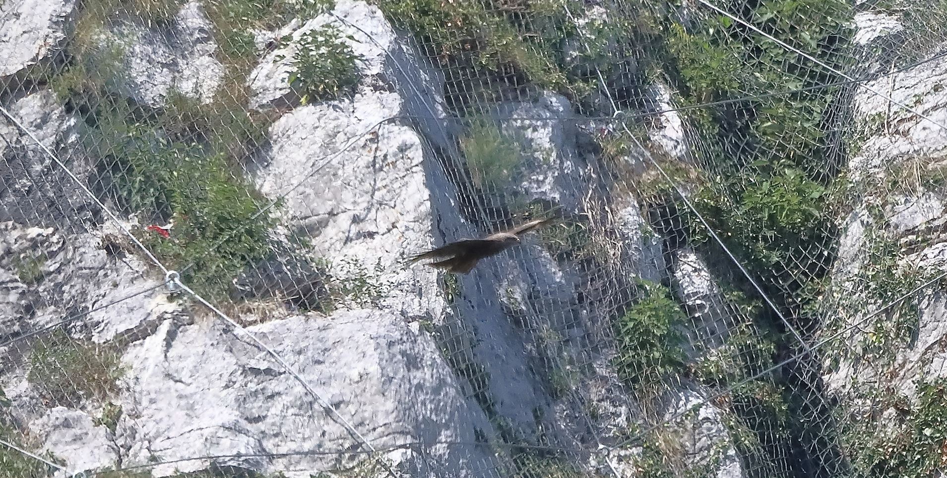 Nibbio bruno 03-07-2022