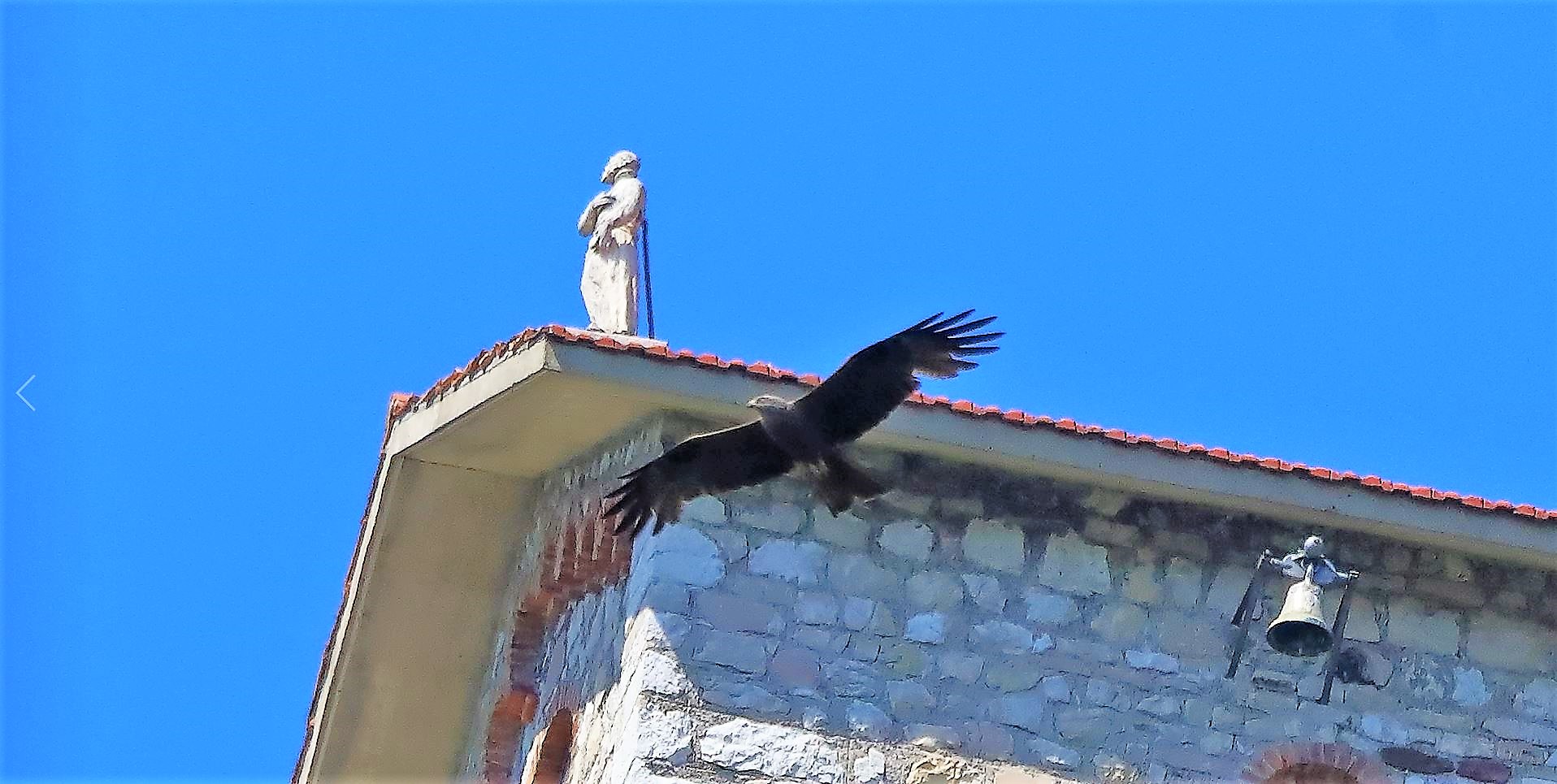 Nibbio bruno 03-07-2022