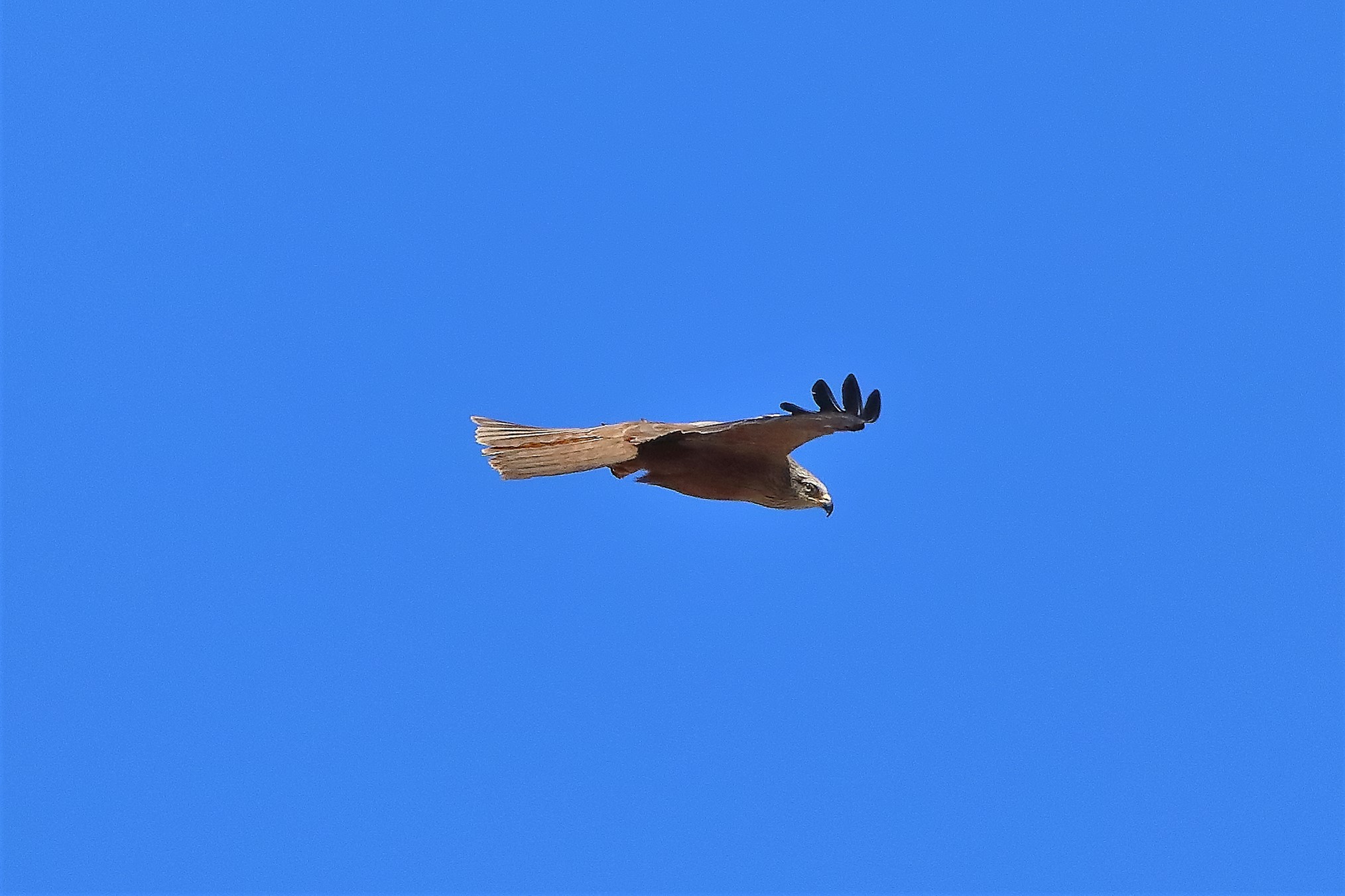 Nibbio bruno 09-07-2022