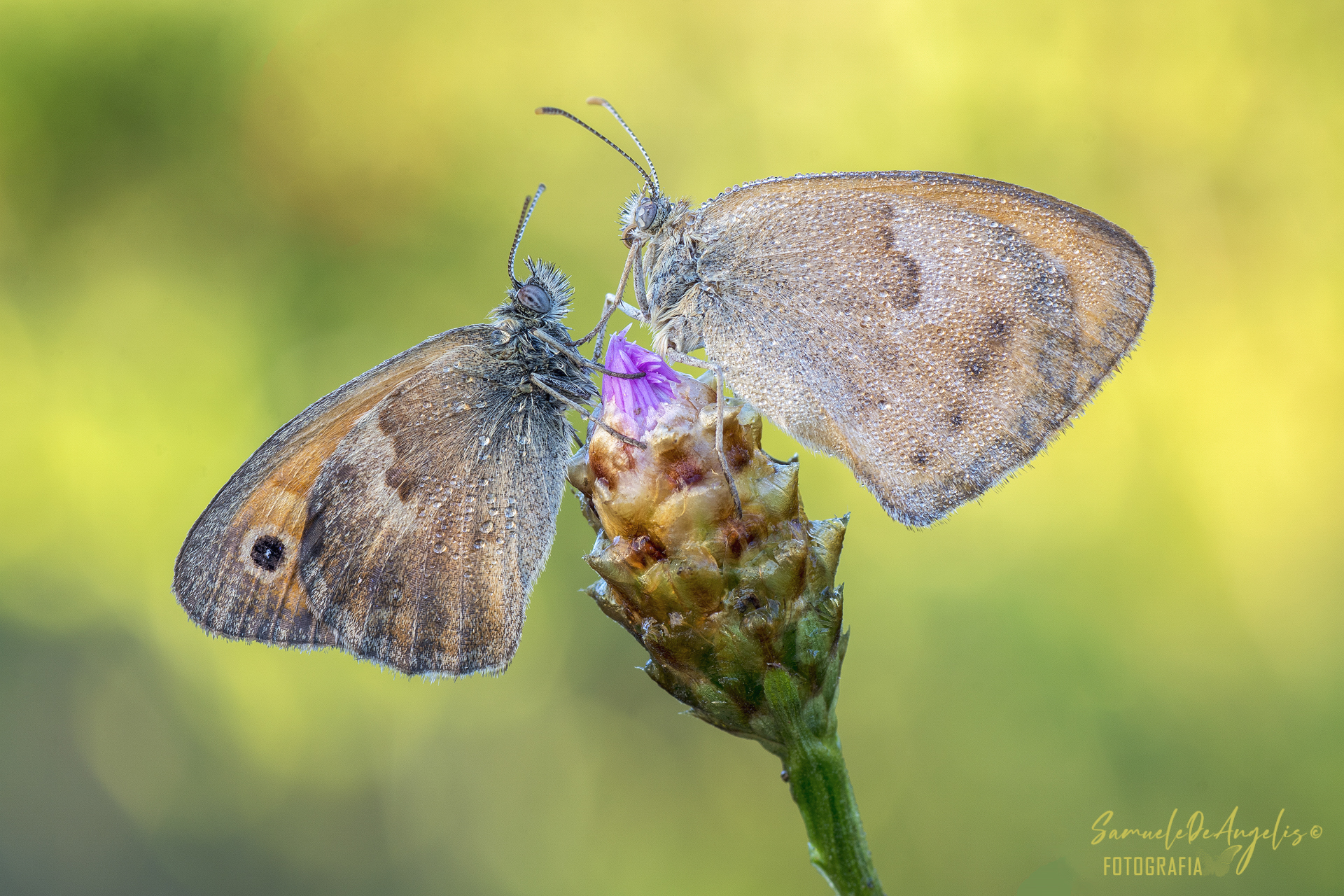 Coenonympha pamphilus