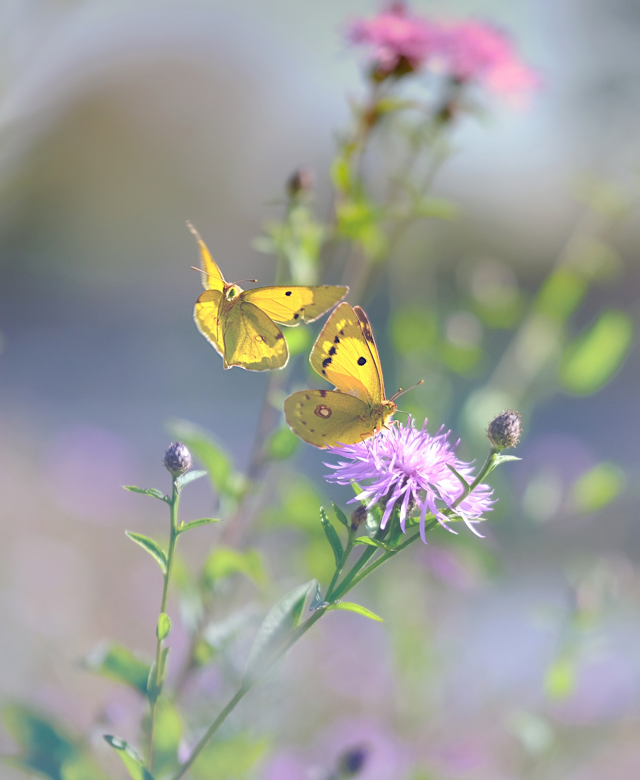 Lightness