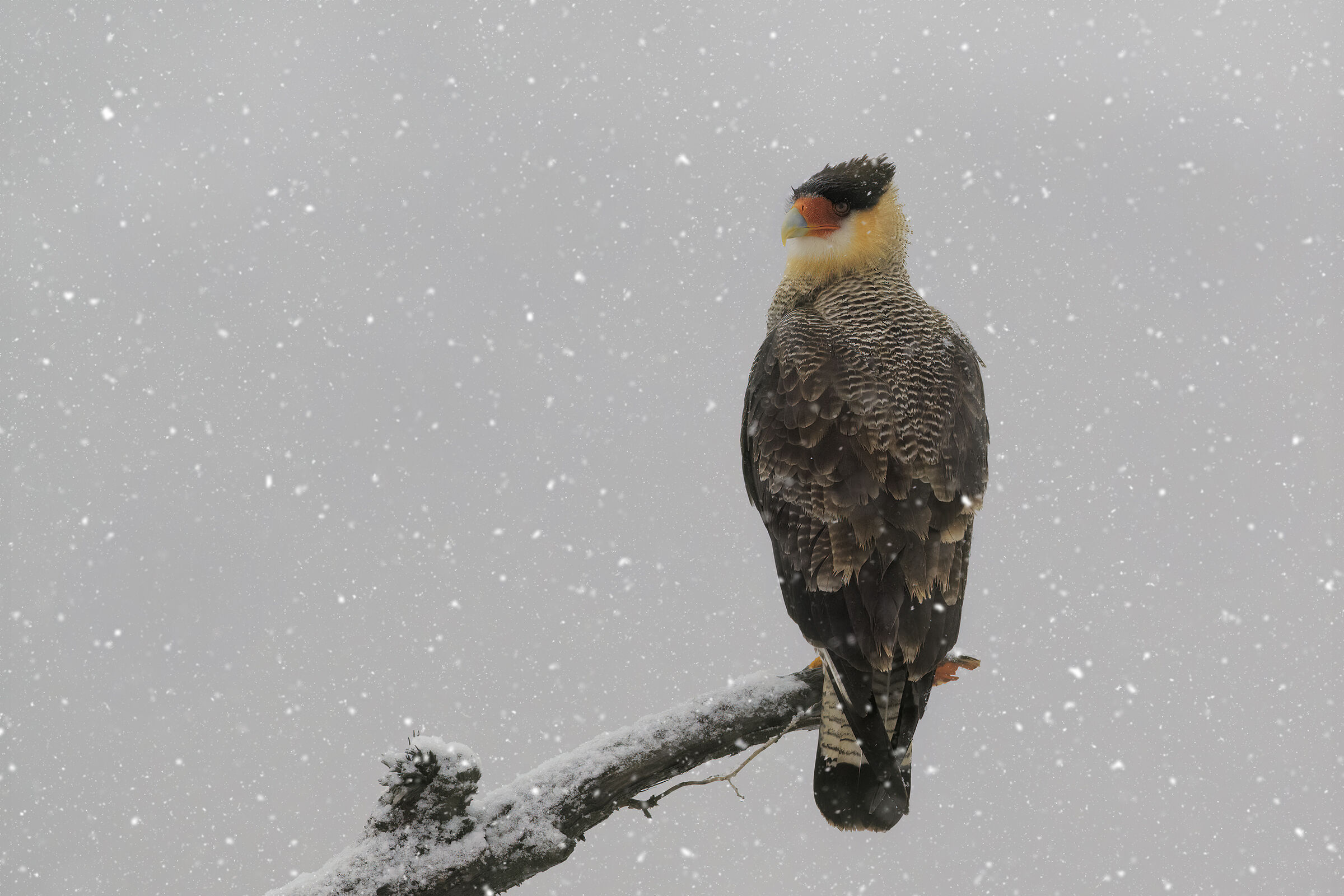 La Nevicata del CaraCara