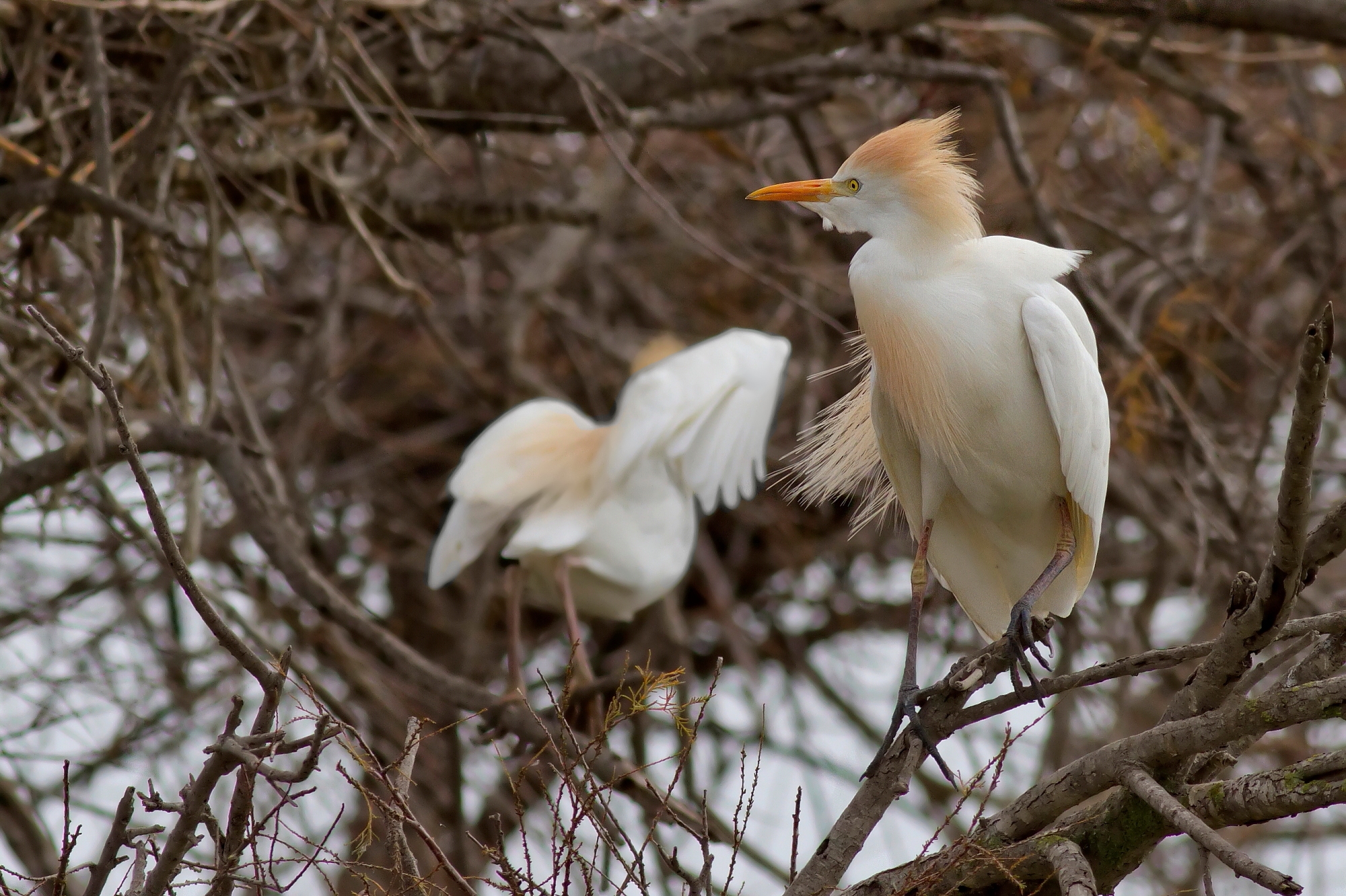 Guardabuoi In Garzaia