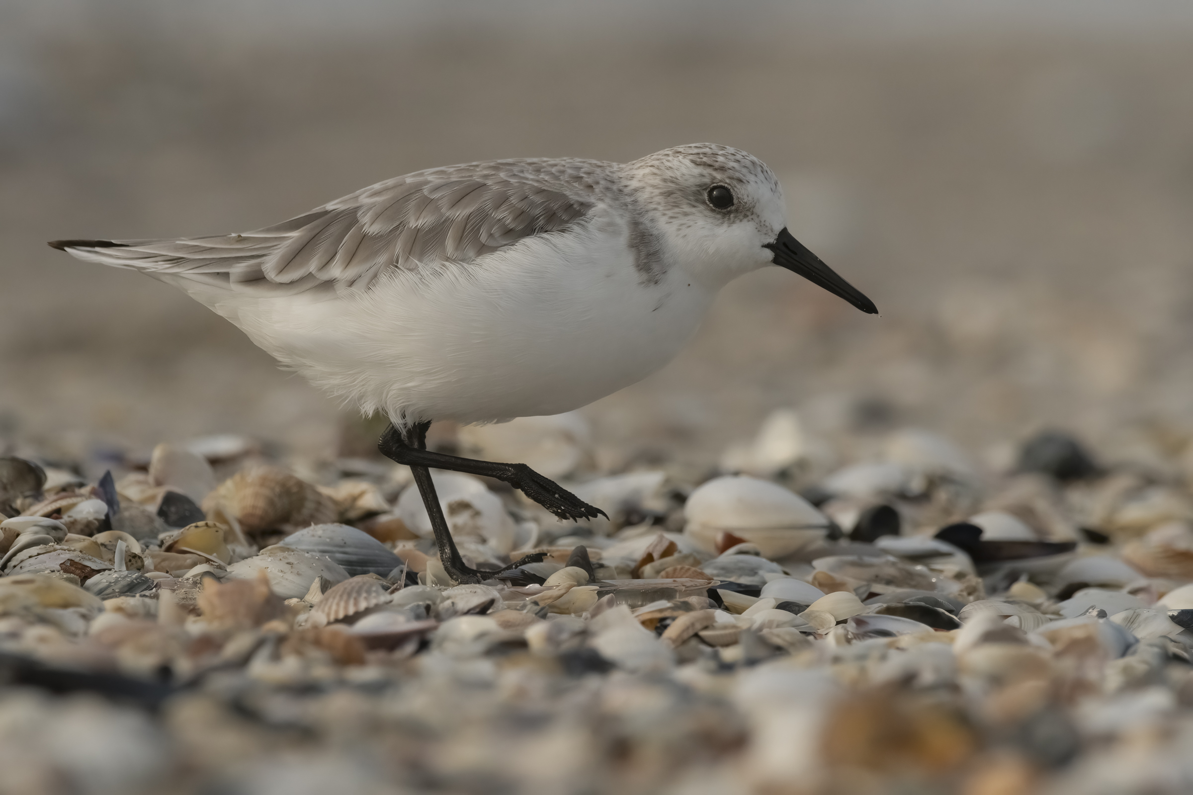 Piovanello tridattilo