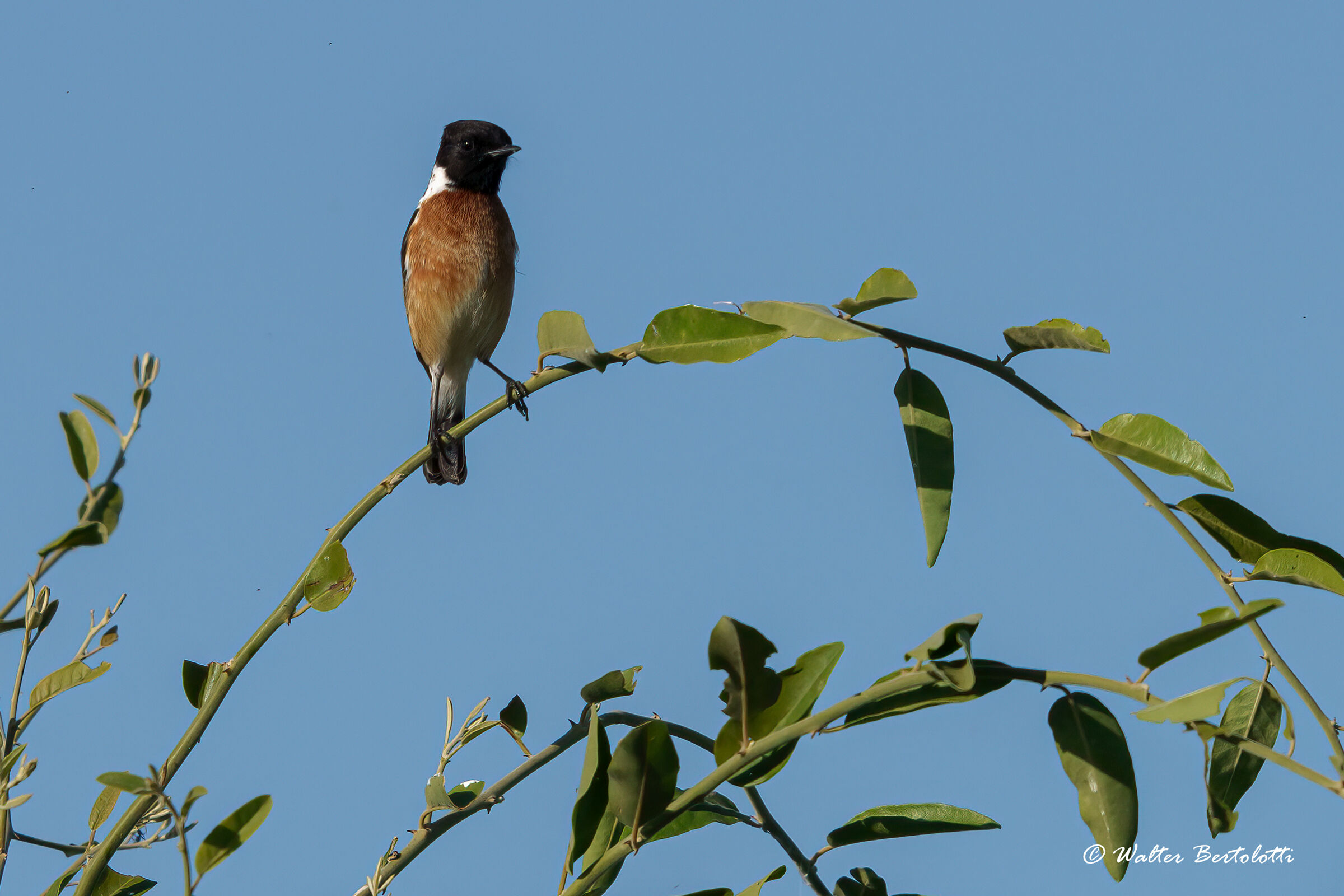 African stonechat