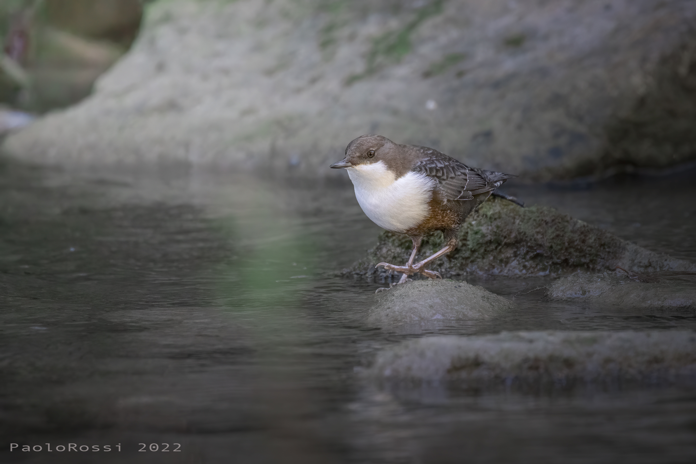 White-throated dipper...