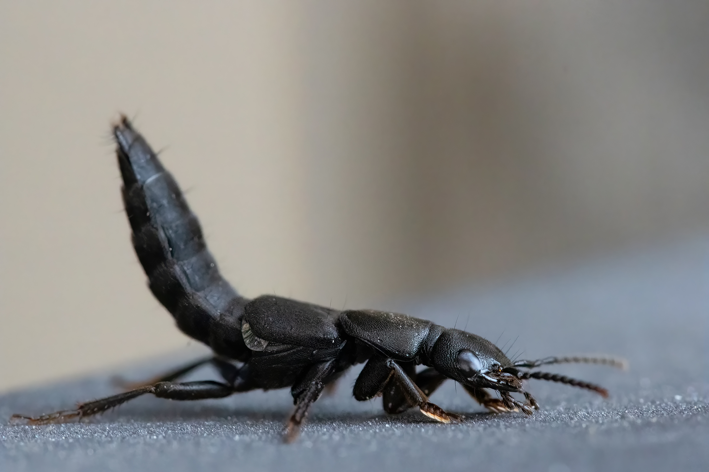 Cocchiere del Diavolo (Ocypus Olens)