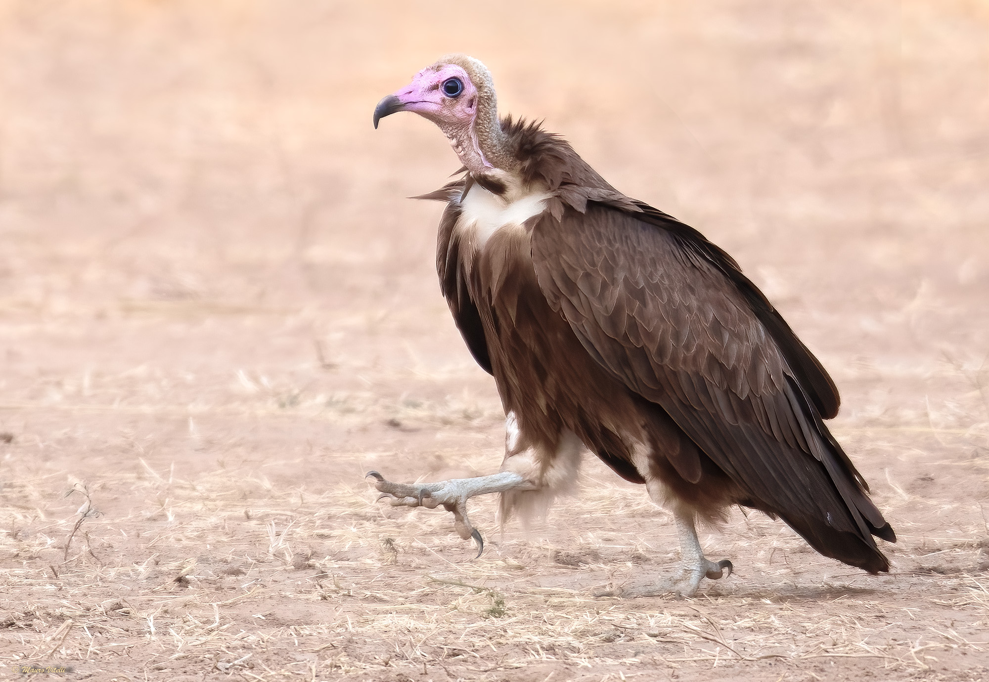 Hooded Vulture (Necrosyrtes monacus)