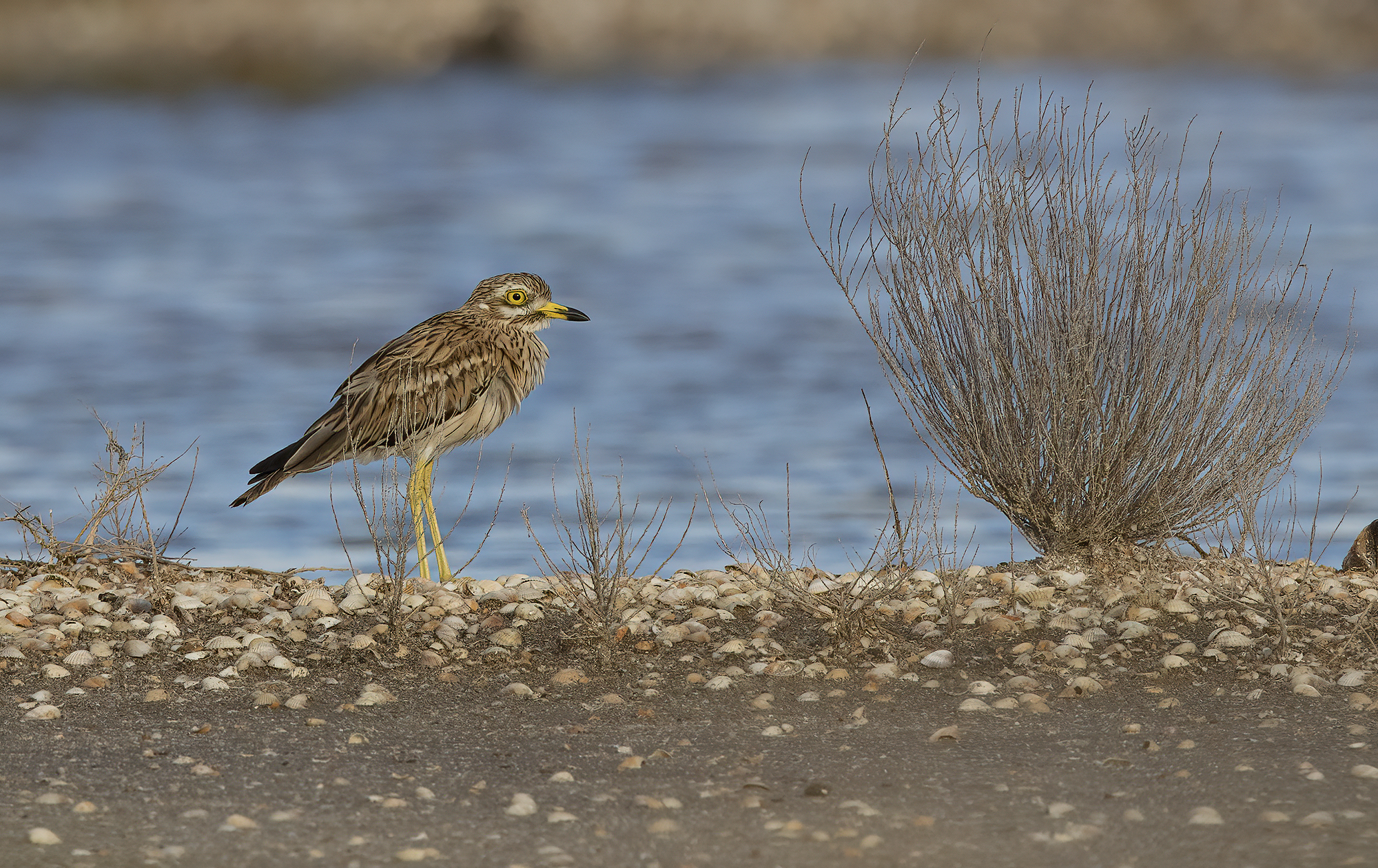 occhione (burhinus oedicnemus)