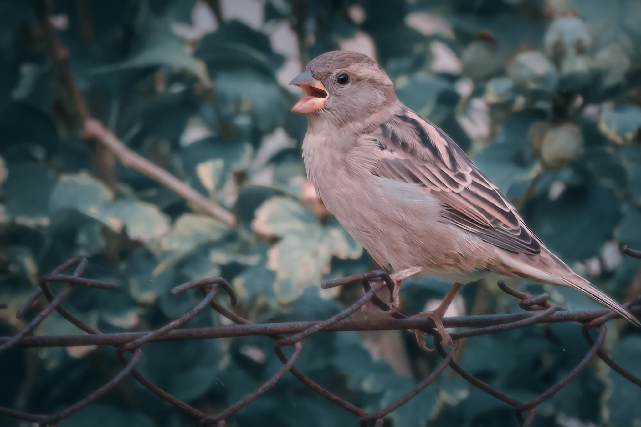 Bird in front of the house