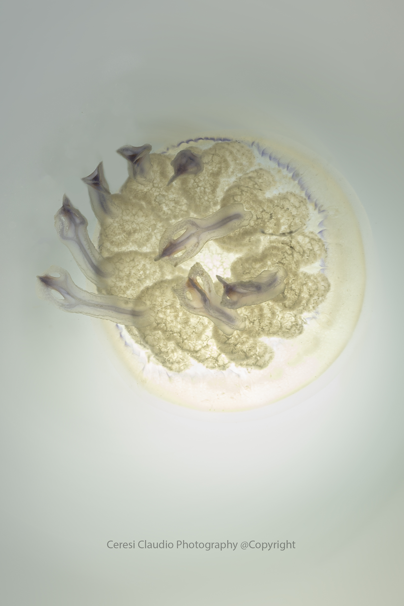 sea lung Rhizostoma pulmo