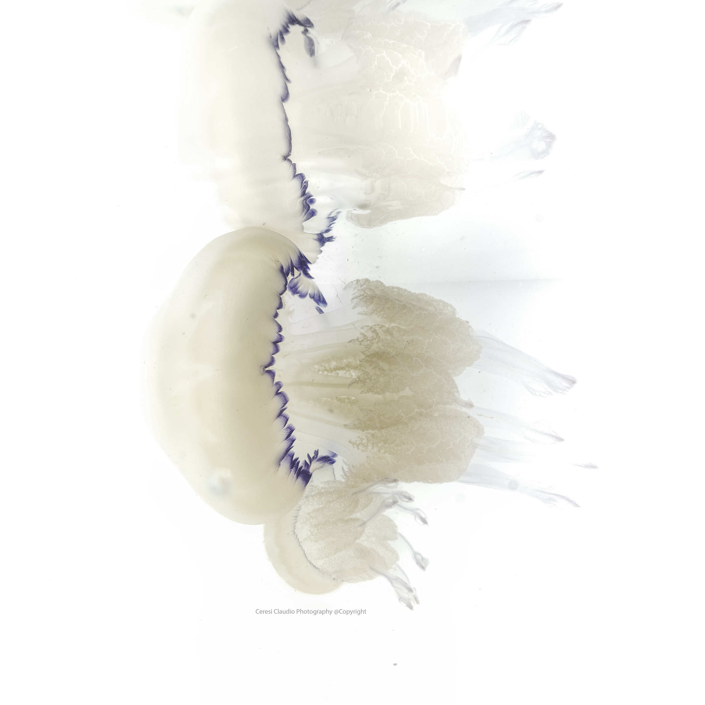 sea lung Rhizostoma pulmo