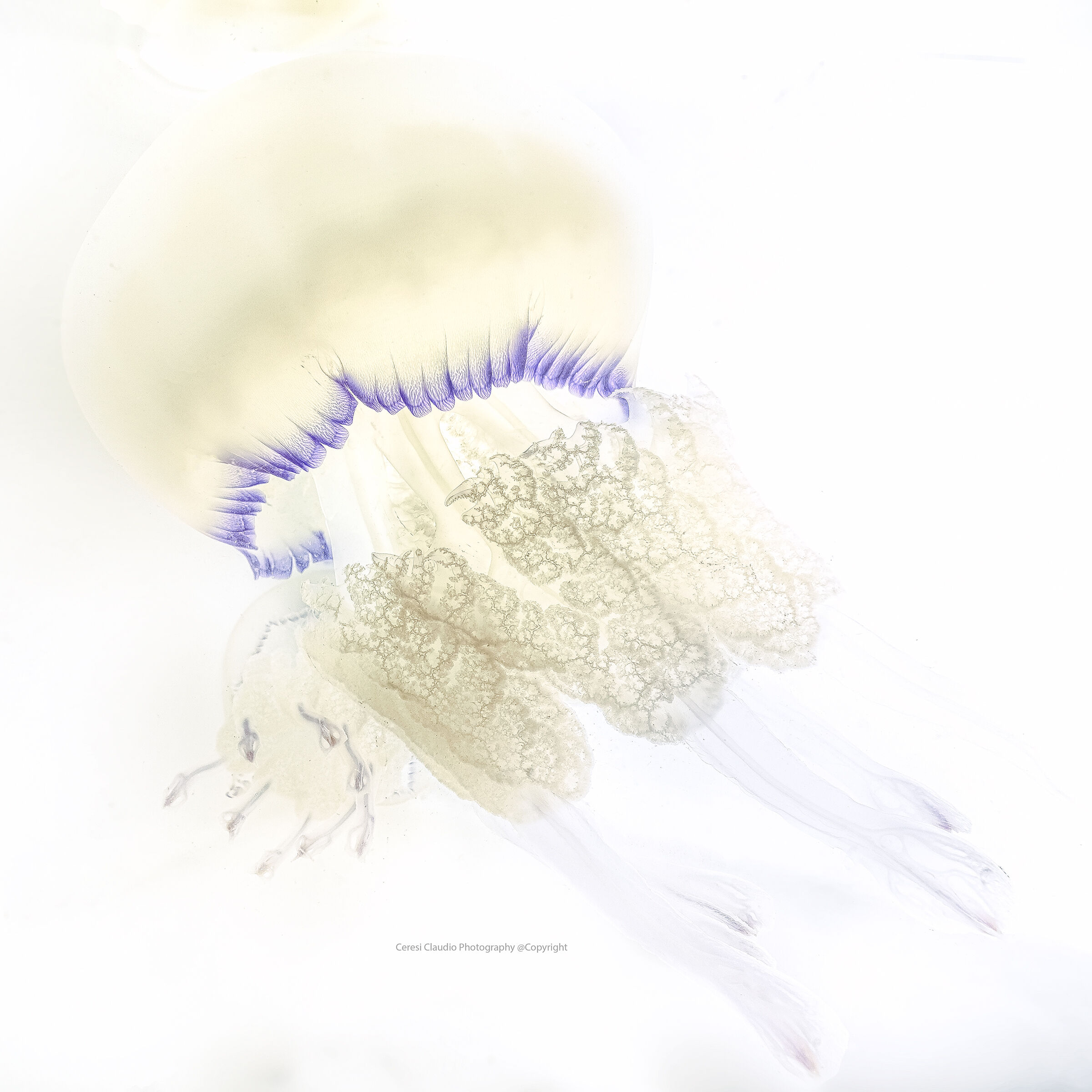 sea lung Rhizostoma pulmo