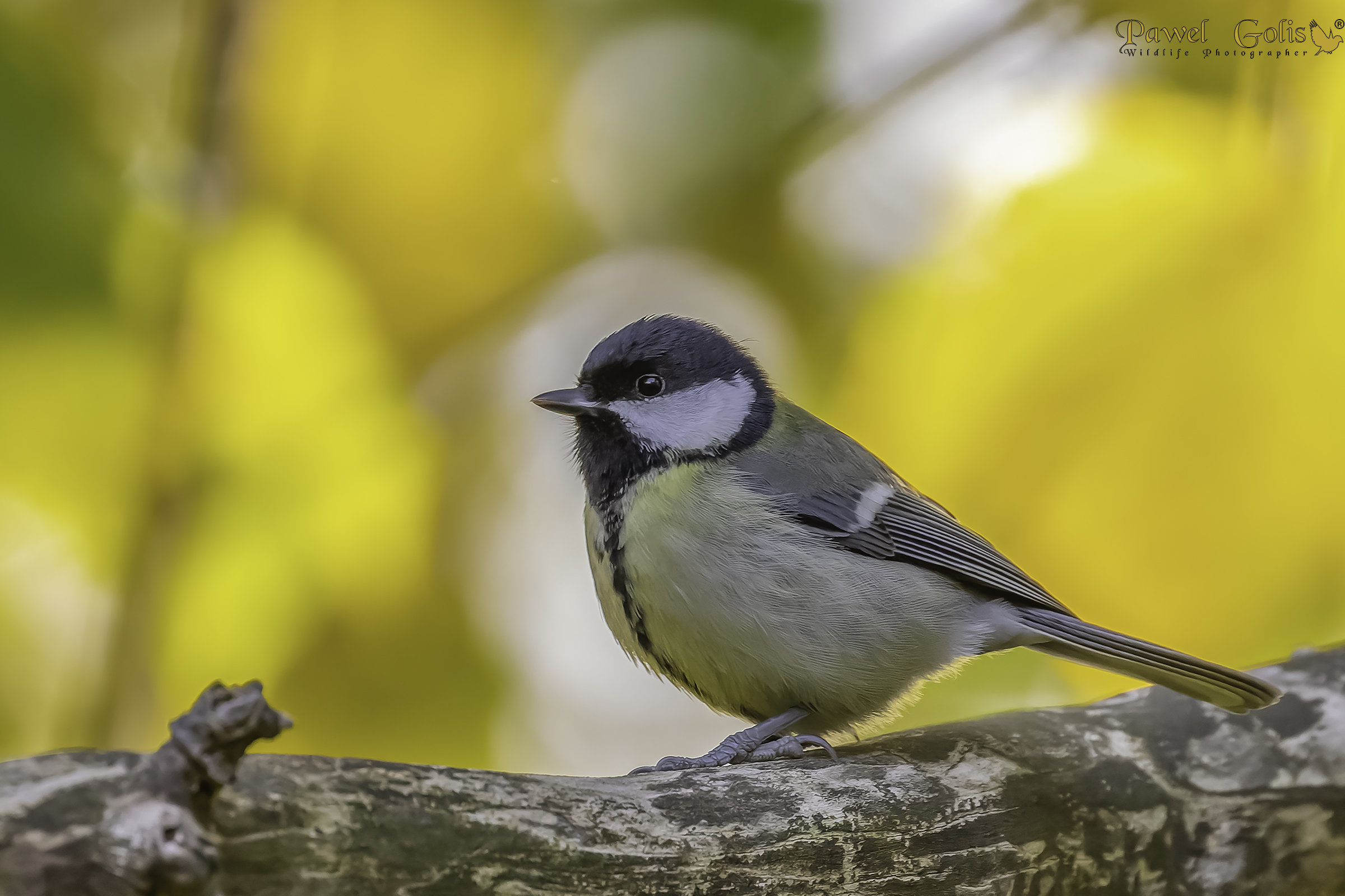 Cinciallegra (Parus major)
