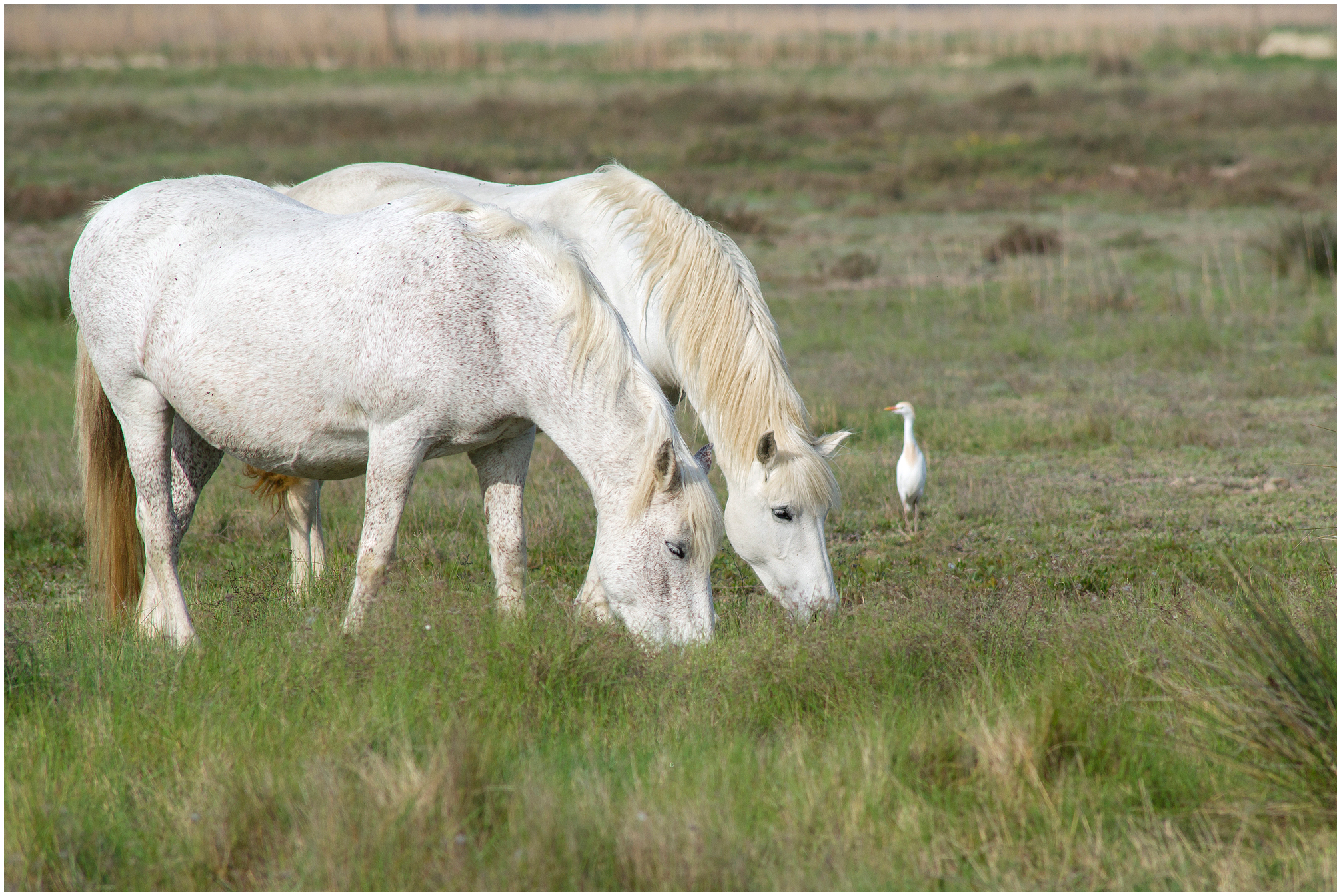 Horses with cattle egret (Camargue)