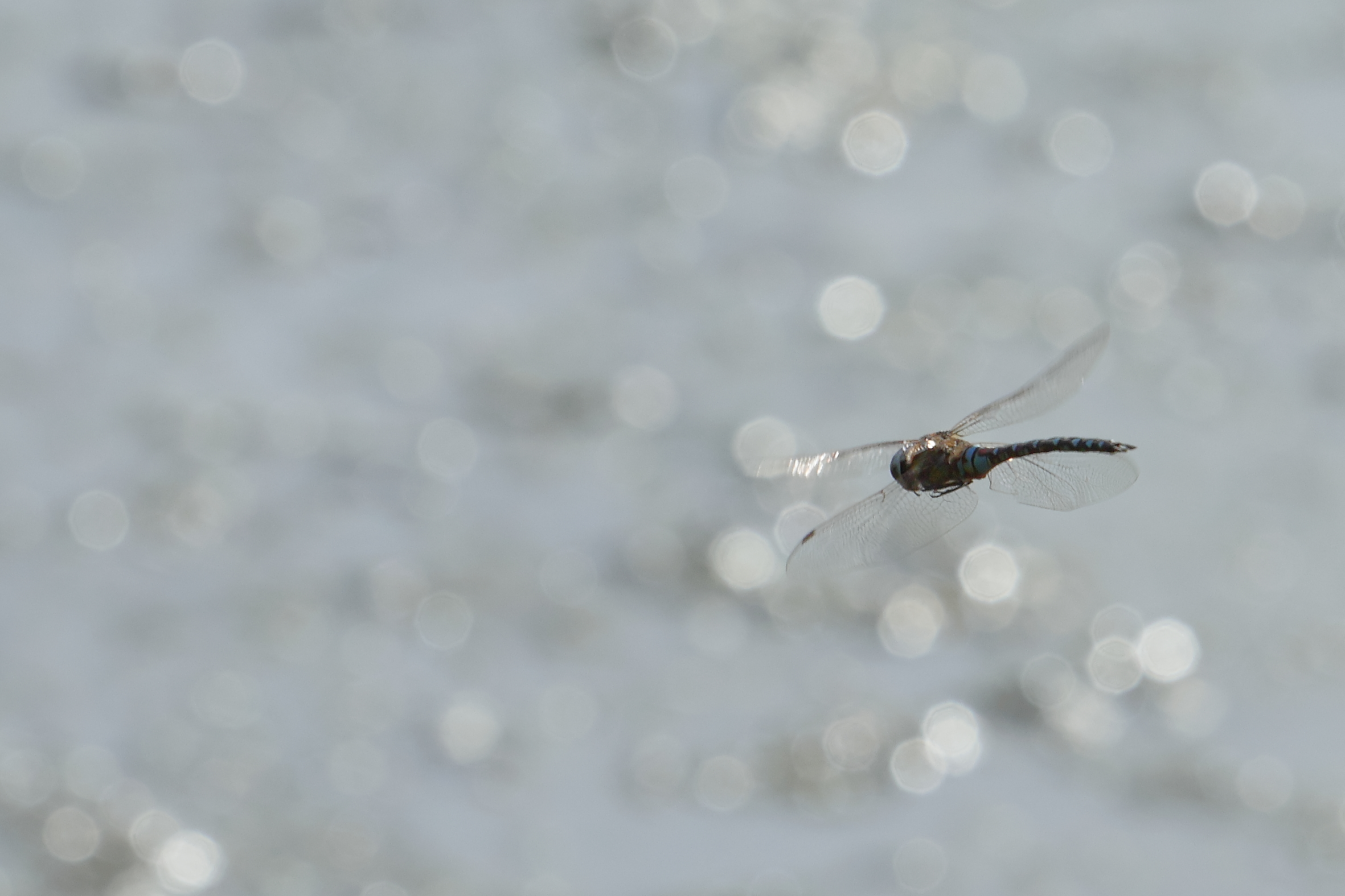 Libellula