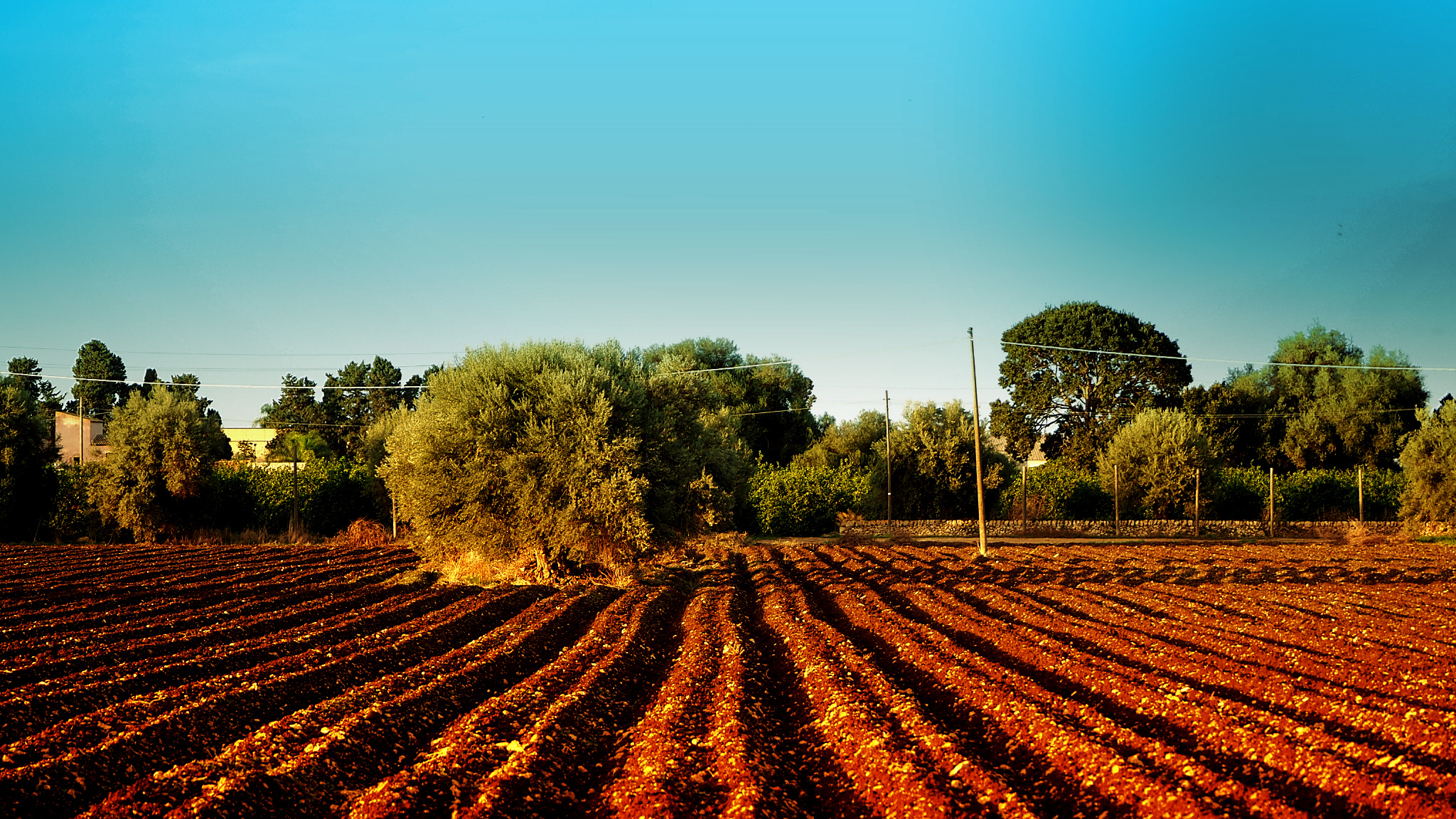 Campo