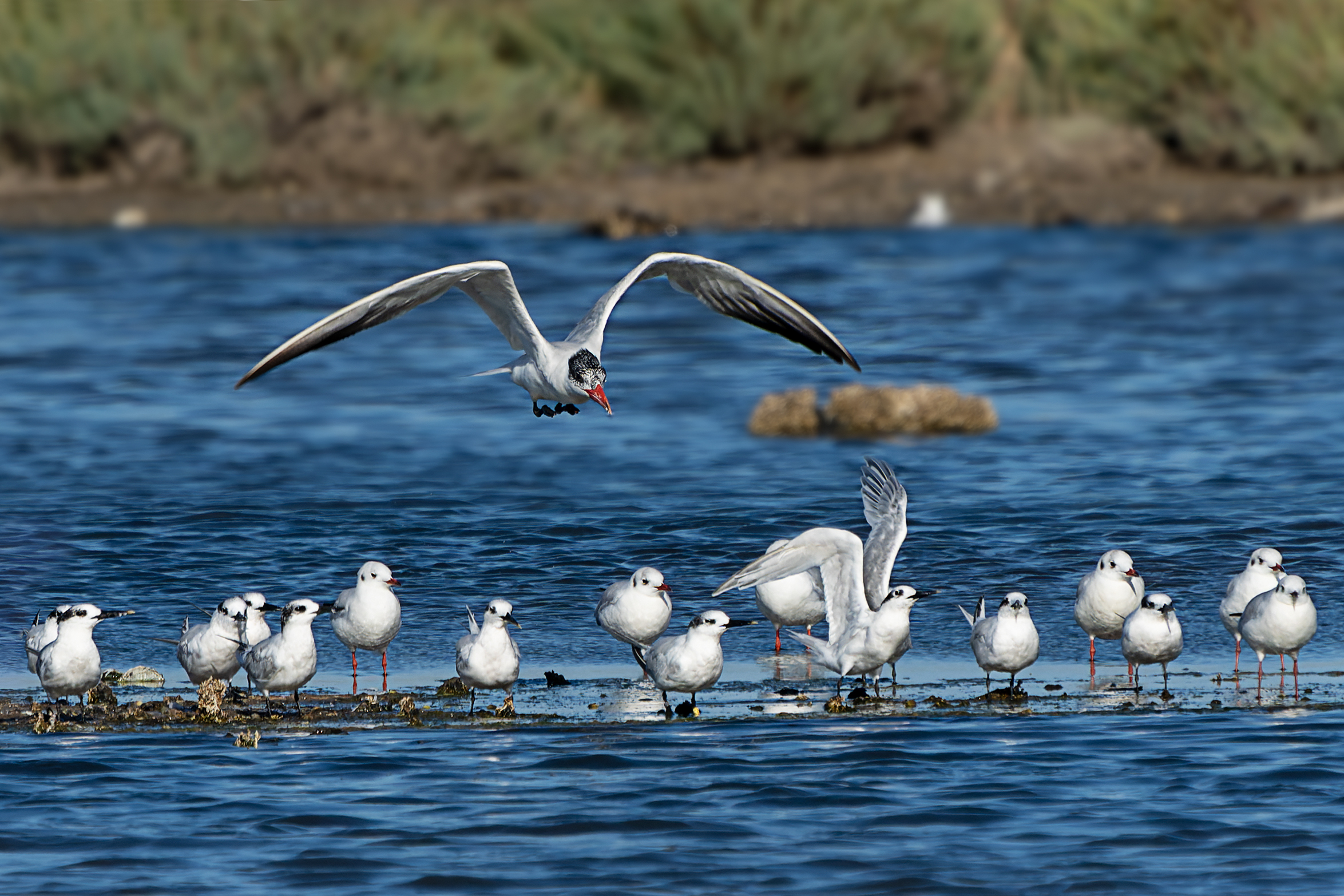 Greater tern and fishcutter