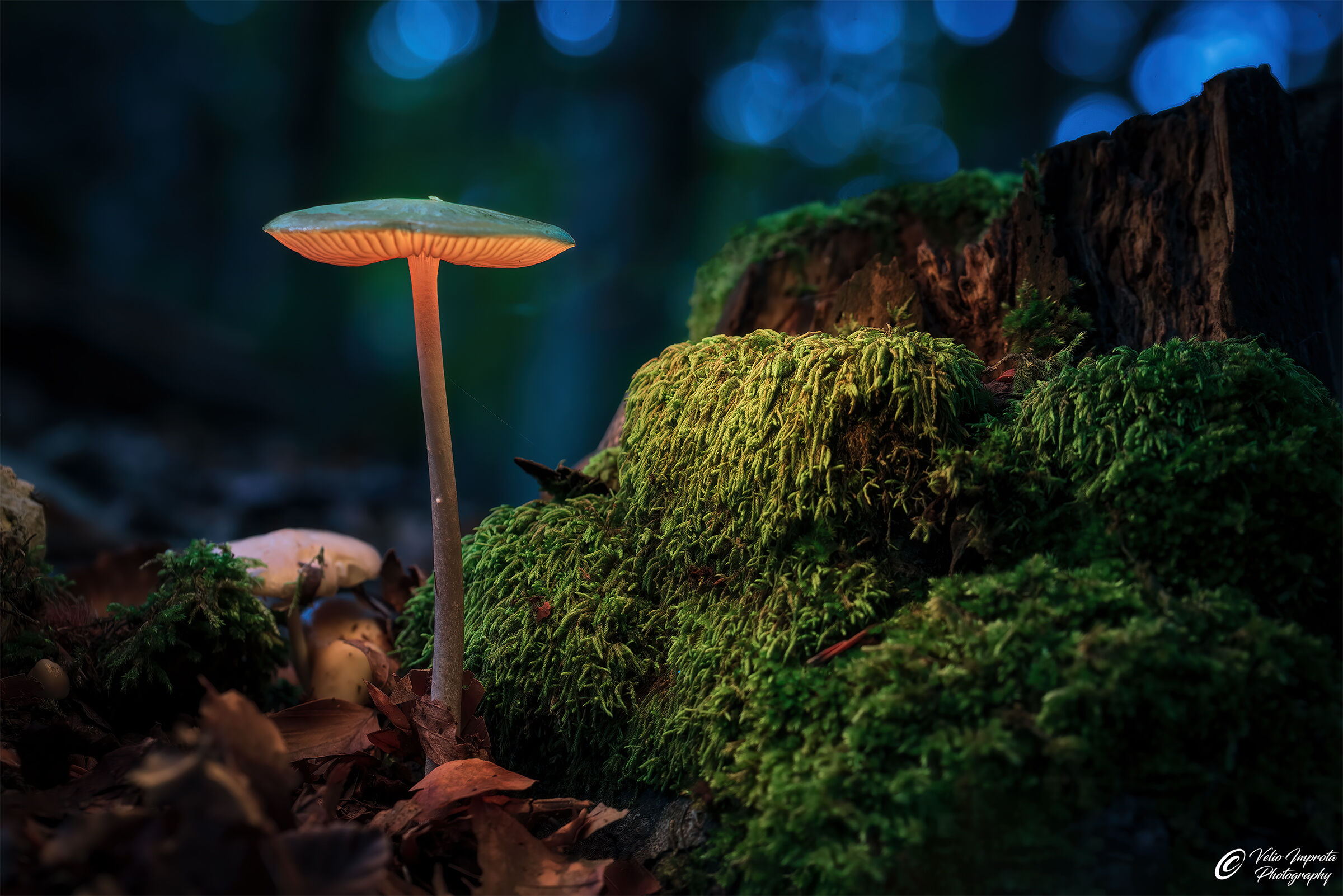 Il grande lampione del sottobosco