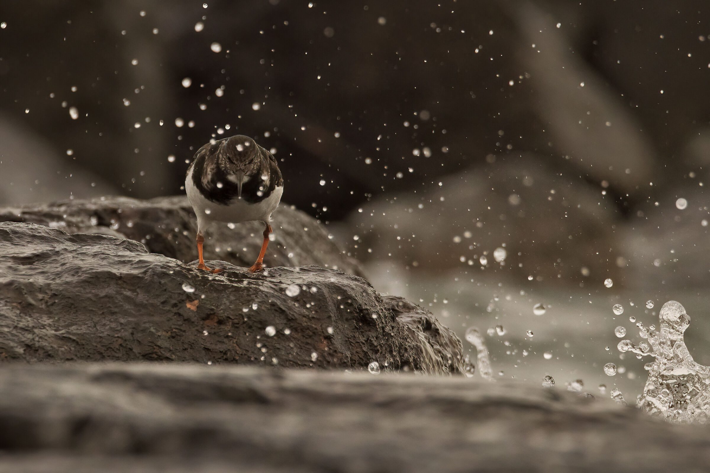 Voltapietre nella tormenta