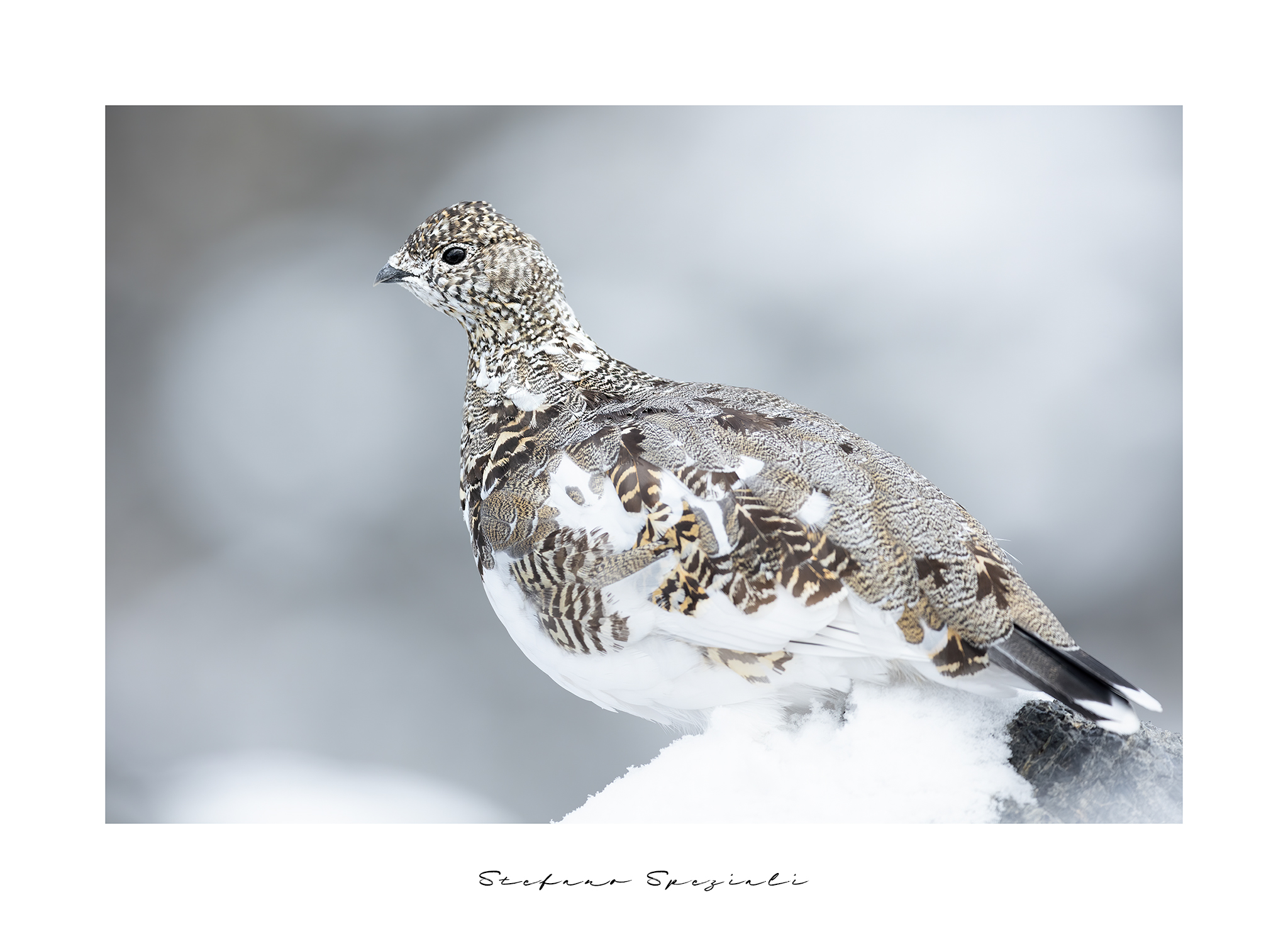 Pernice bianca - Lagopus muta