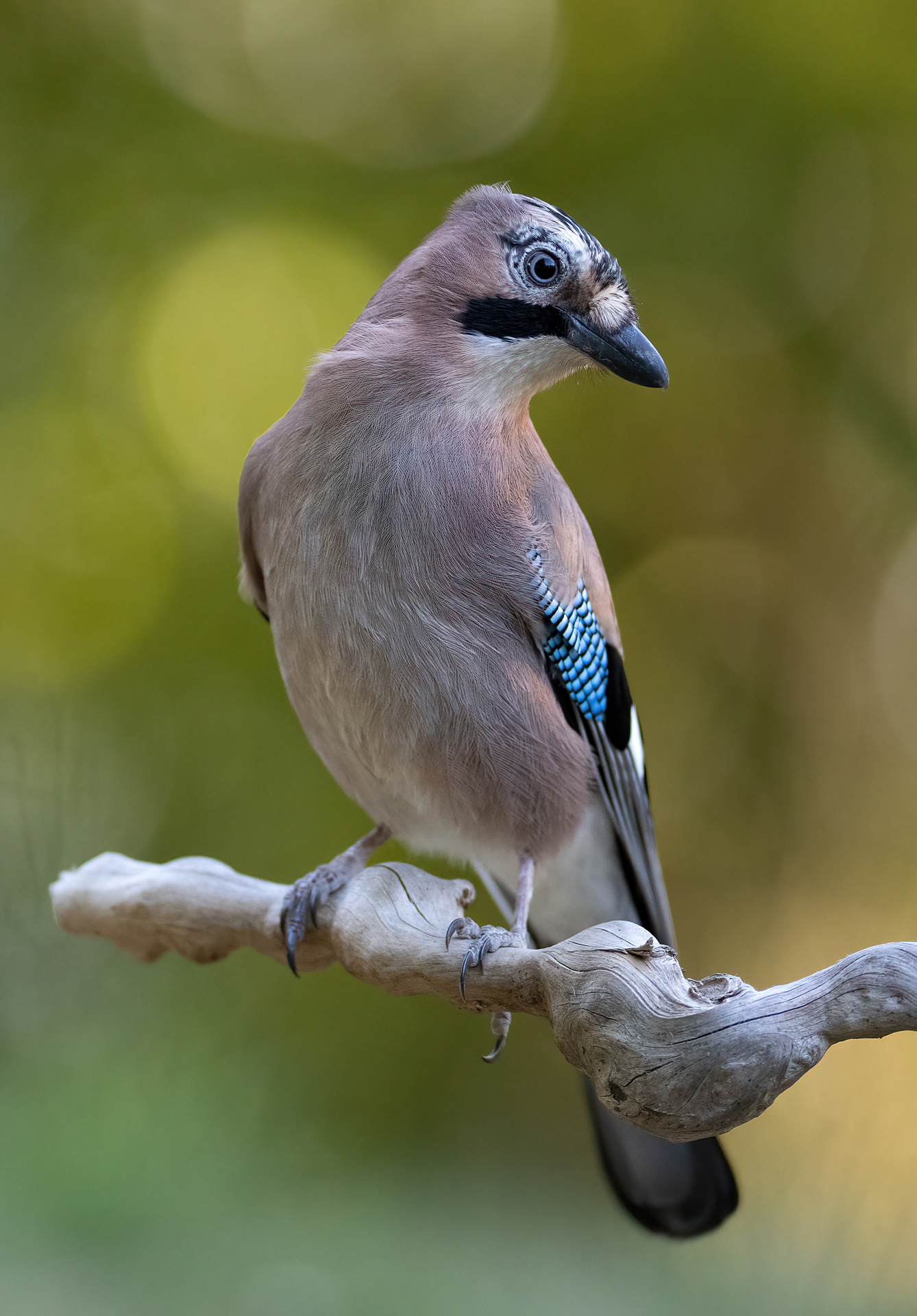 Ghiandaia eurasiatica (Garrulus glandarius)