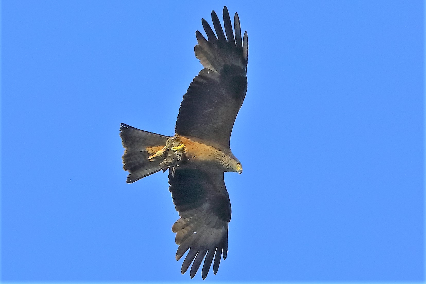 Nibbio bruno 06-06-2022