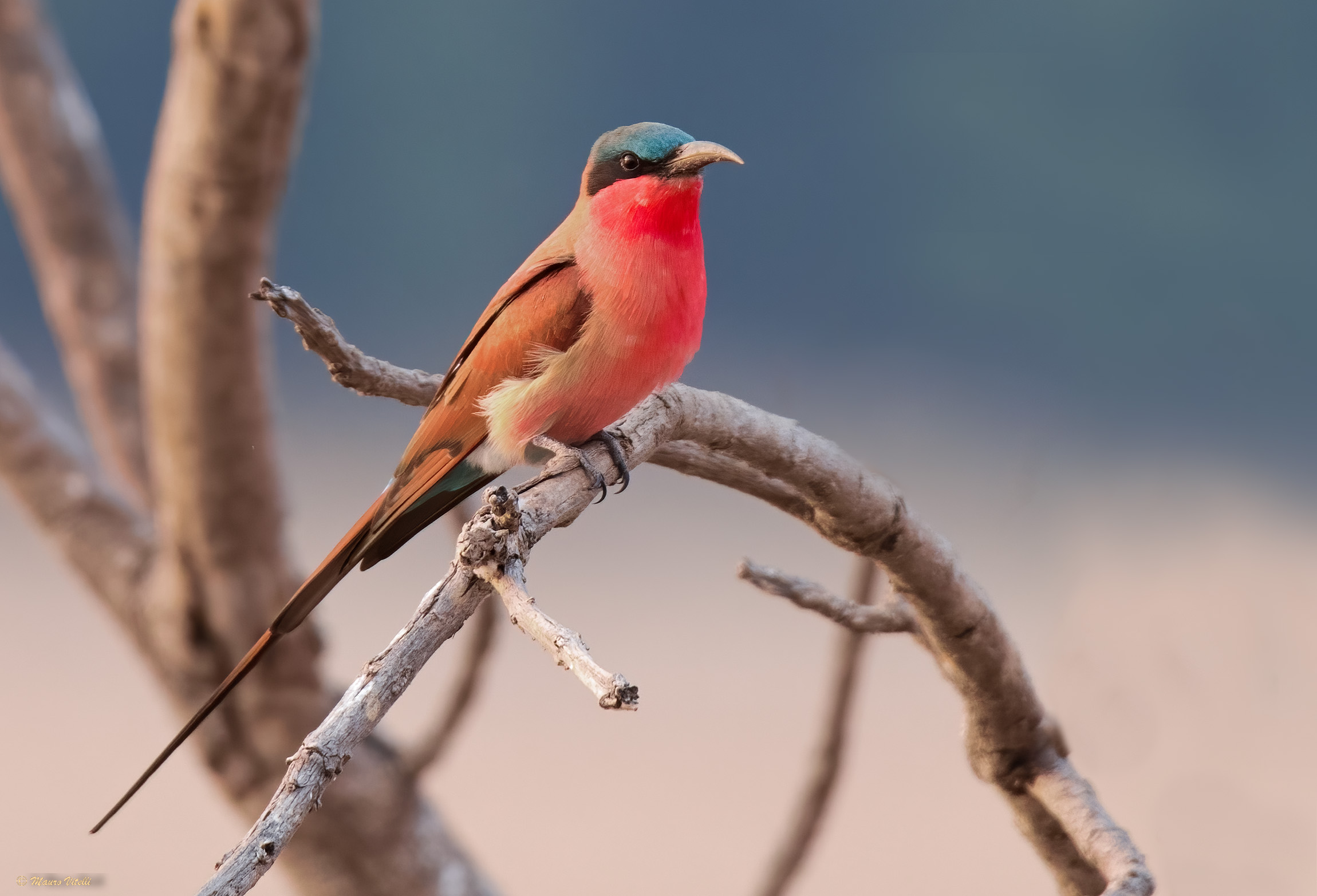 Southern carmine bee-eater (merops nubicoides)