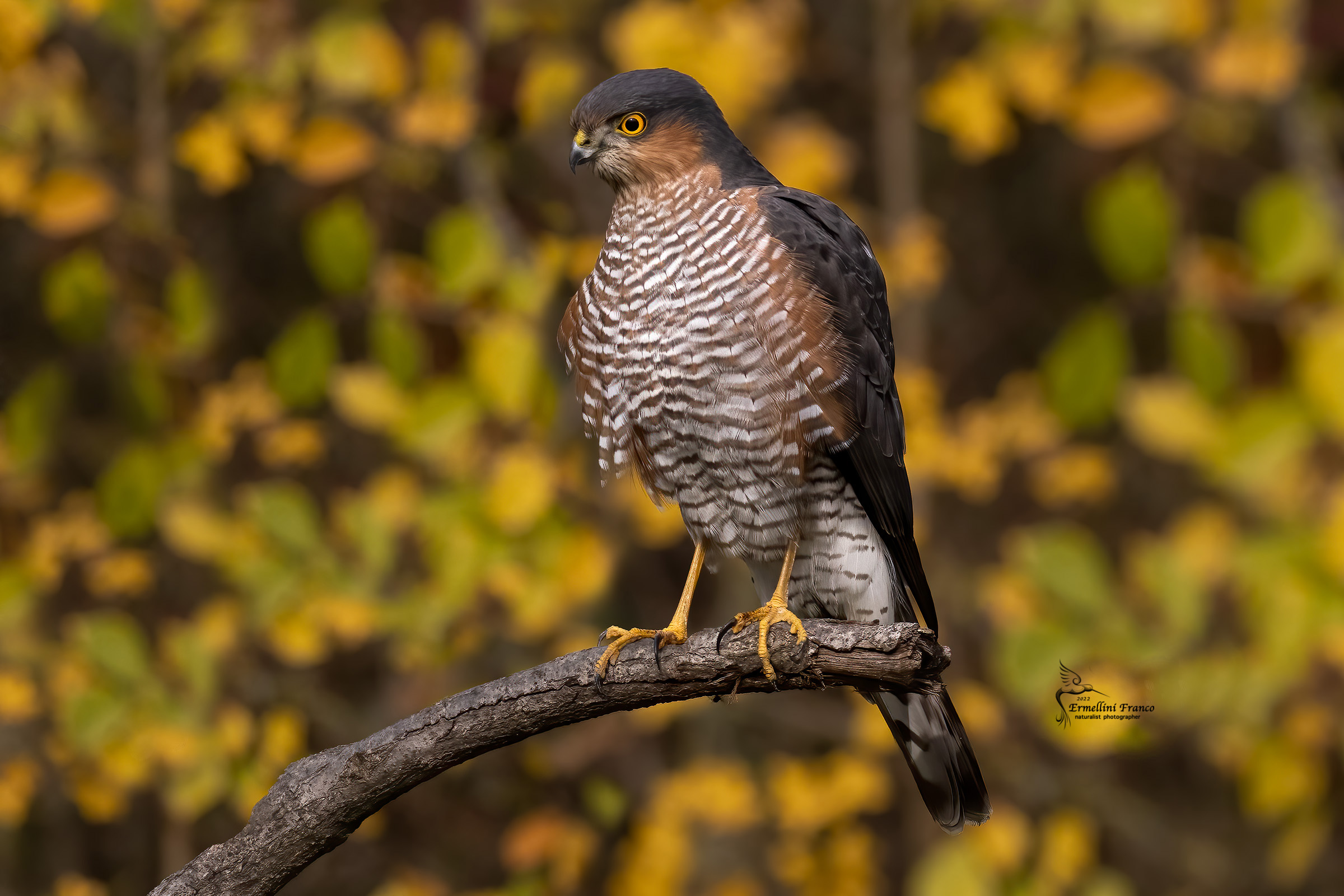 Sparrowhawk