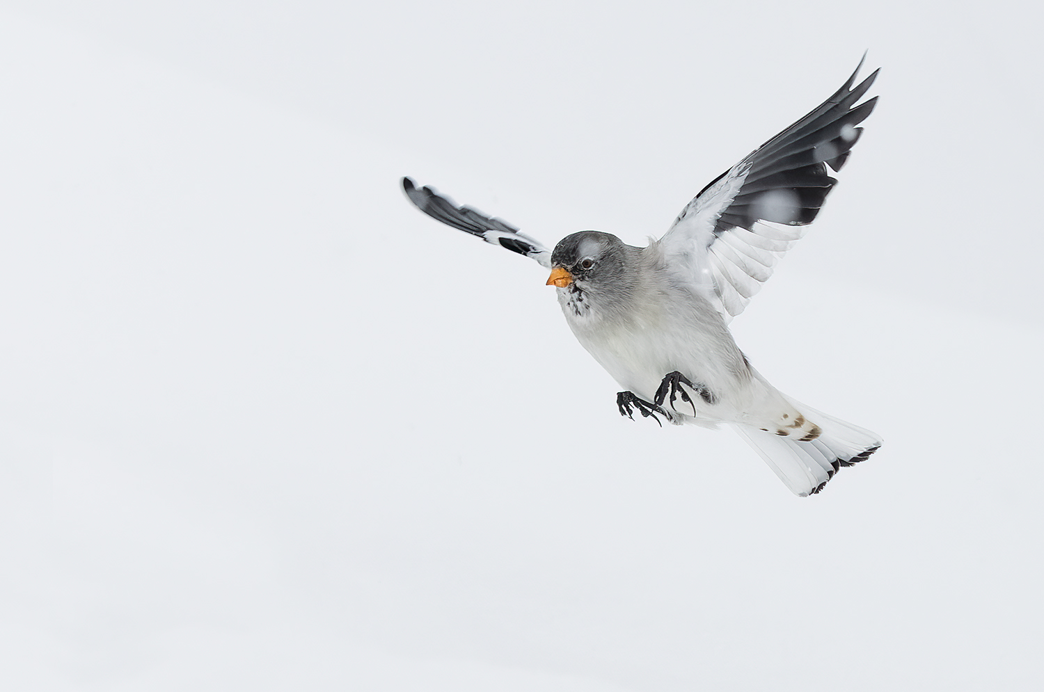 Flight in the white